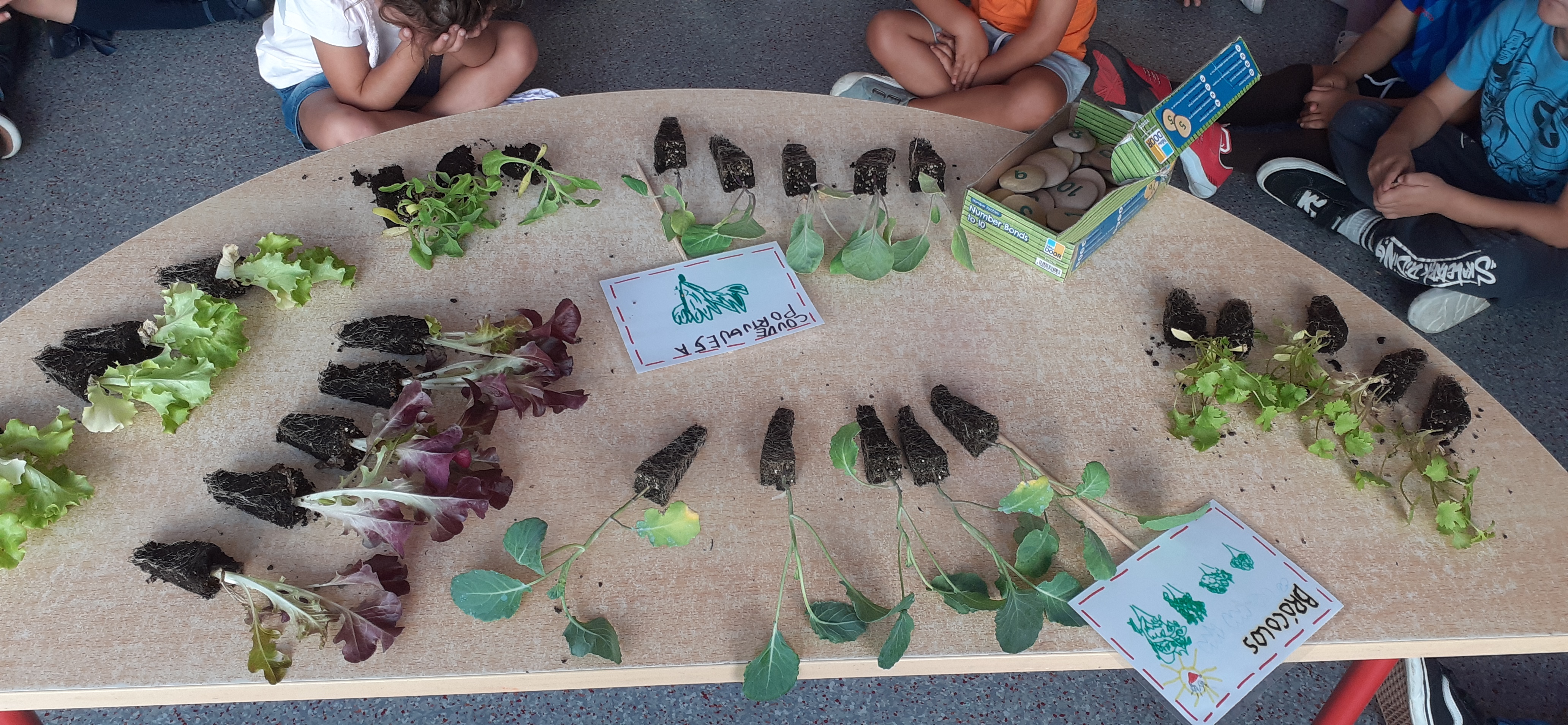 Plantação de brócolos, couves e alfaces.