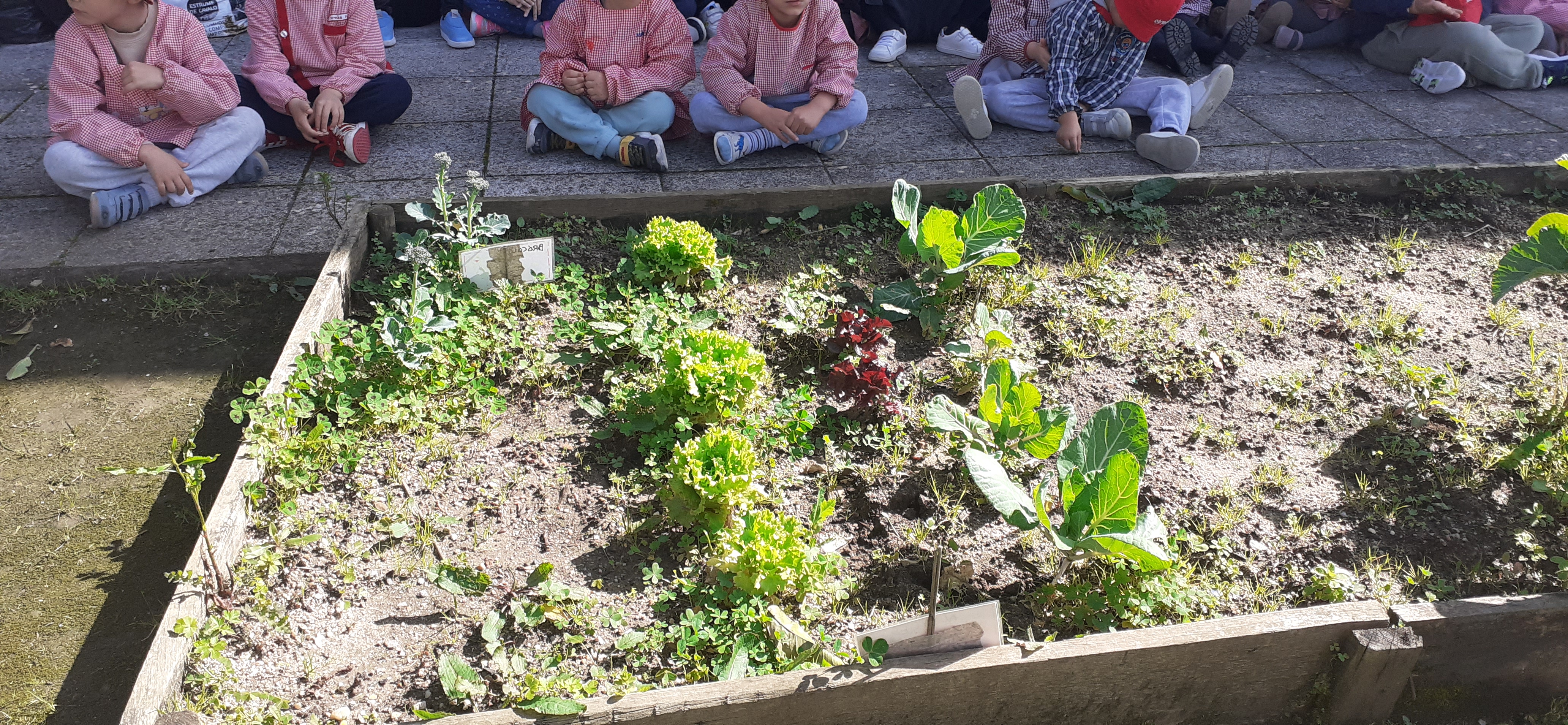 Plantação/colheita de alfaces e couves para confecção de sopa.