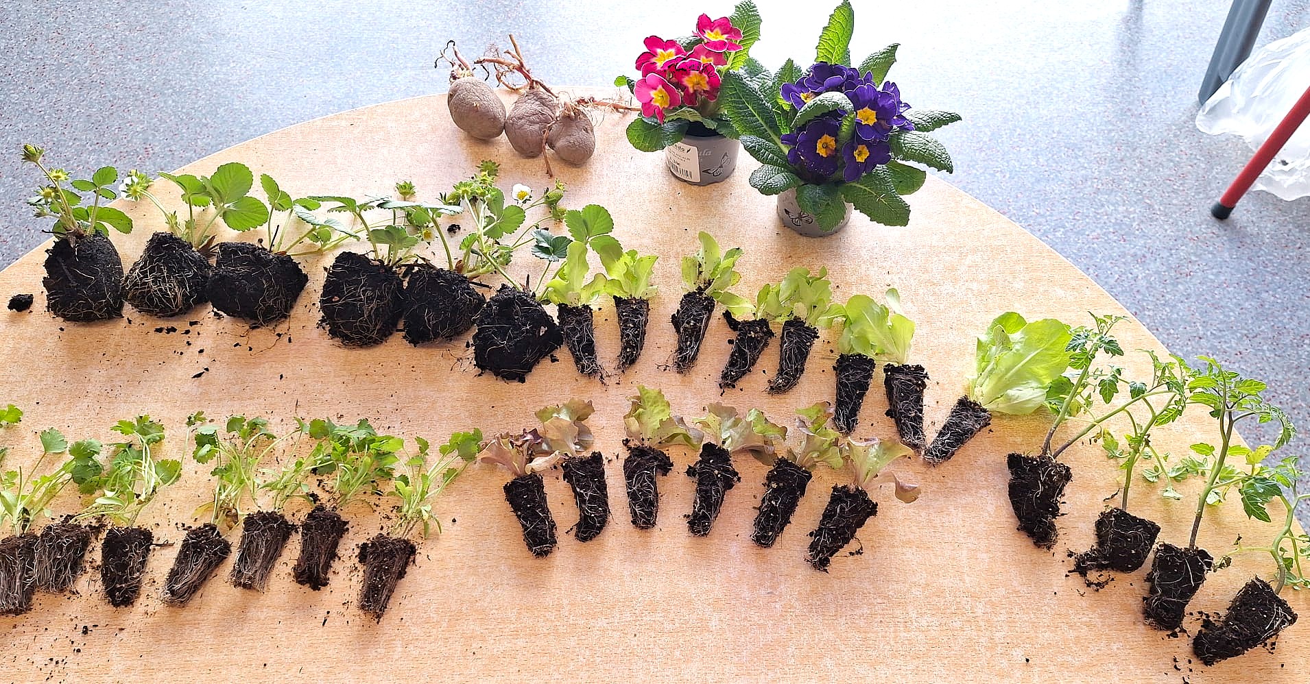 Preparação para a plantação de legumes.