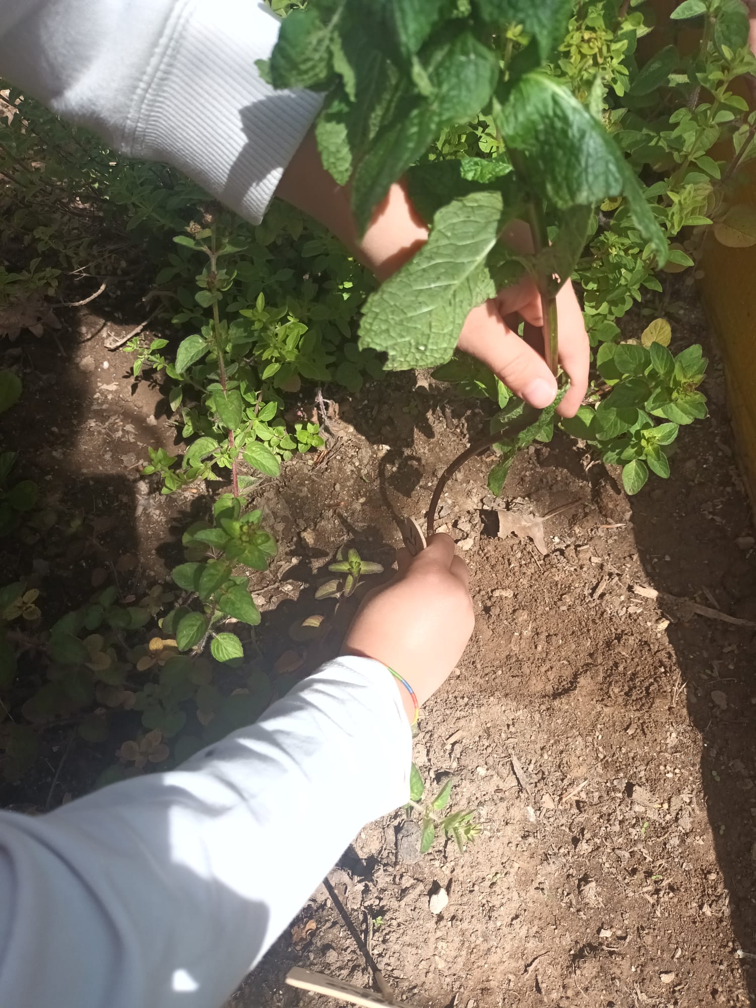 Plantação de ervas aromáticas.