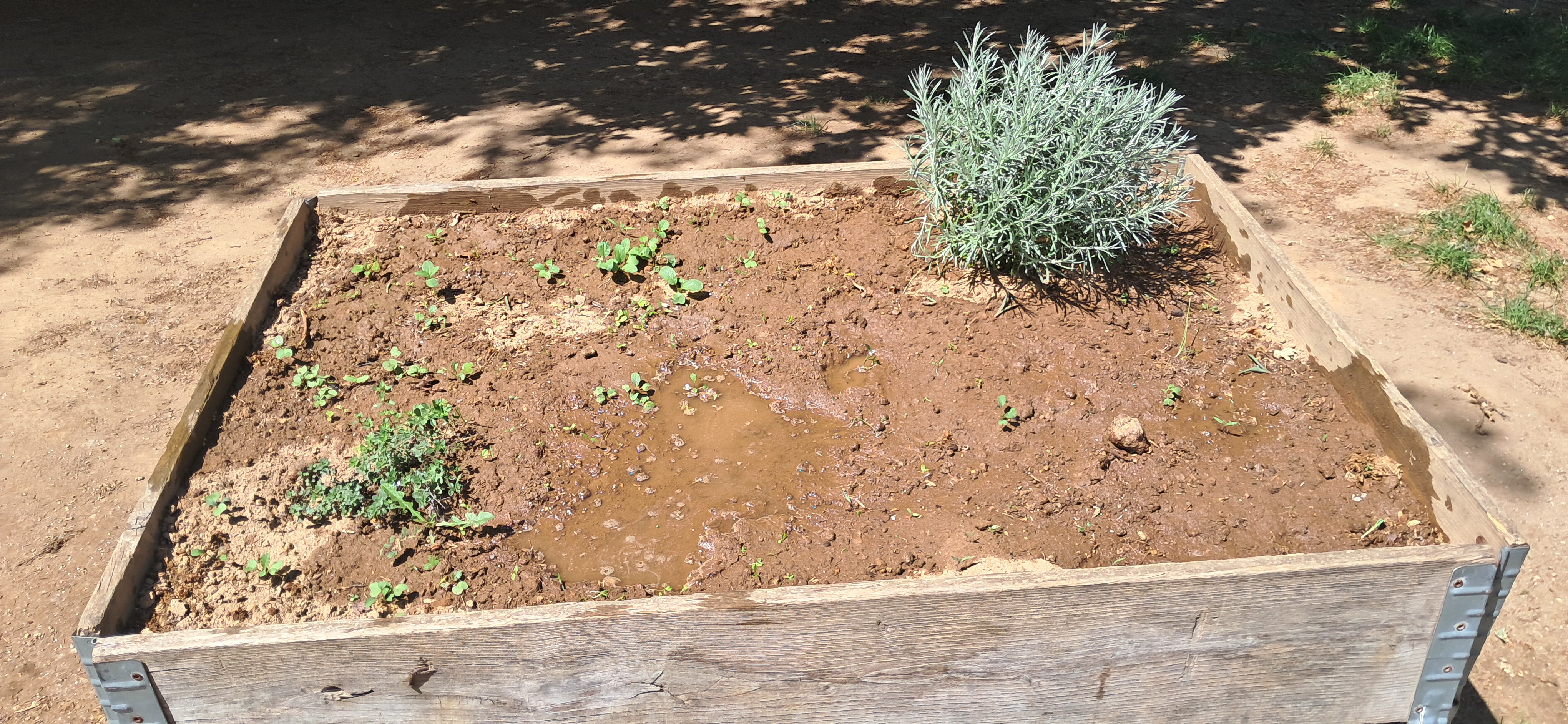 Plantação.
