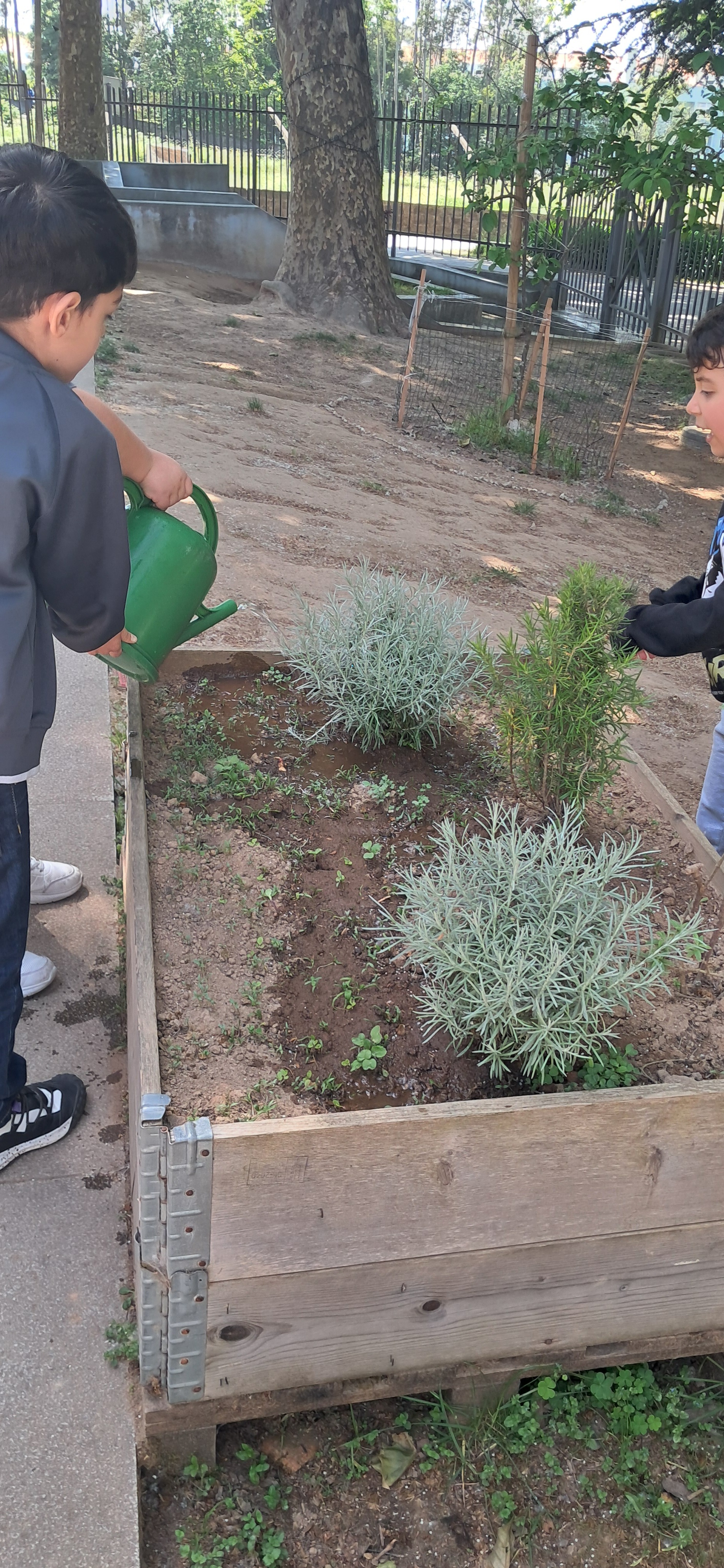 Plantação.