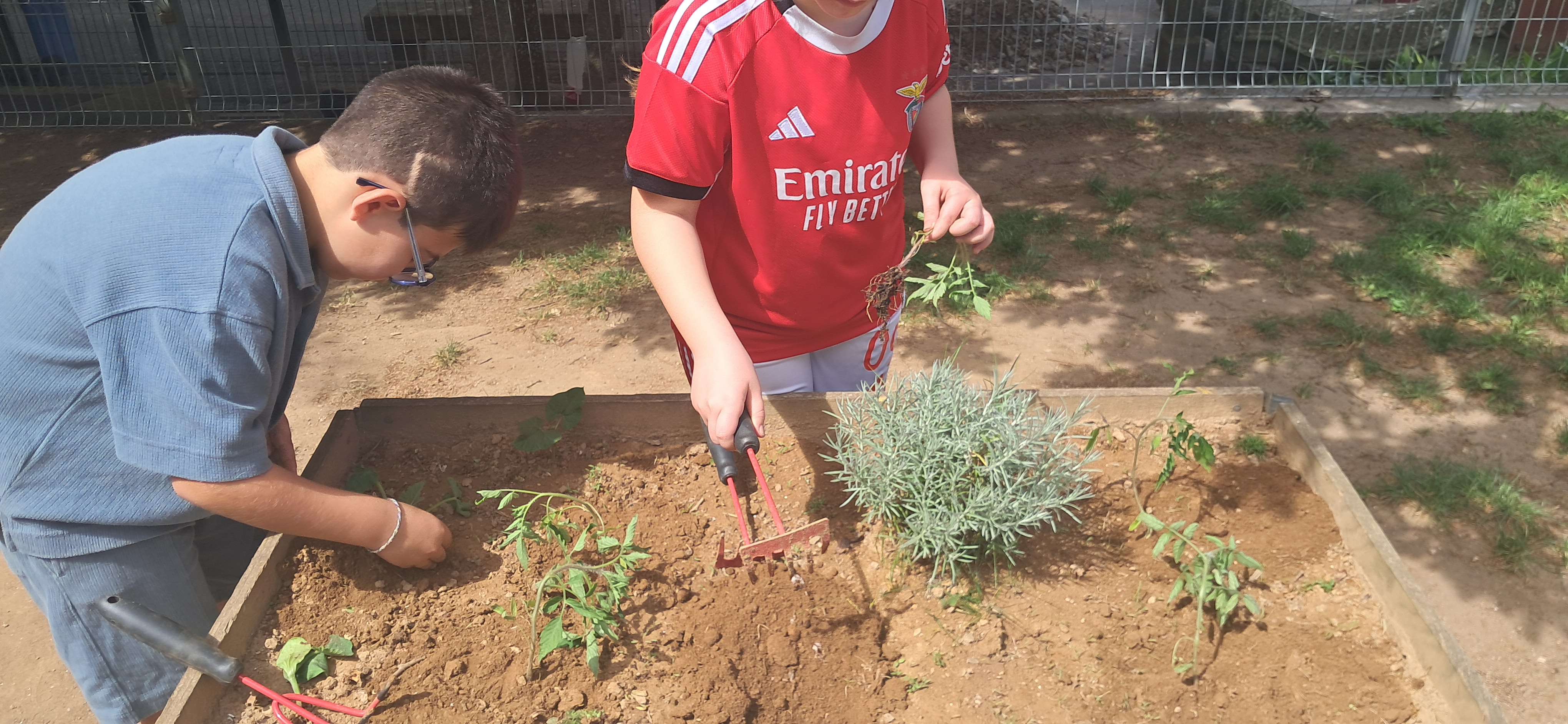 Plantação.