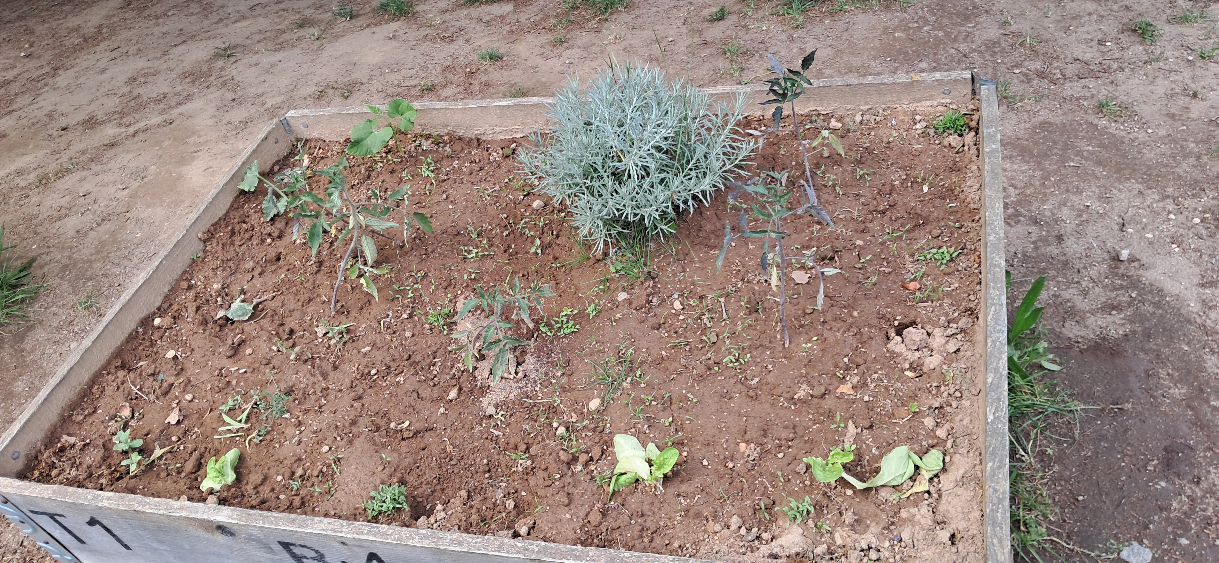 Evolução da plantação.