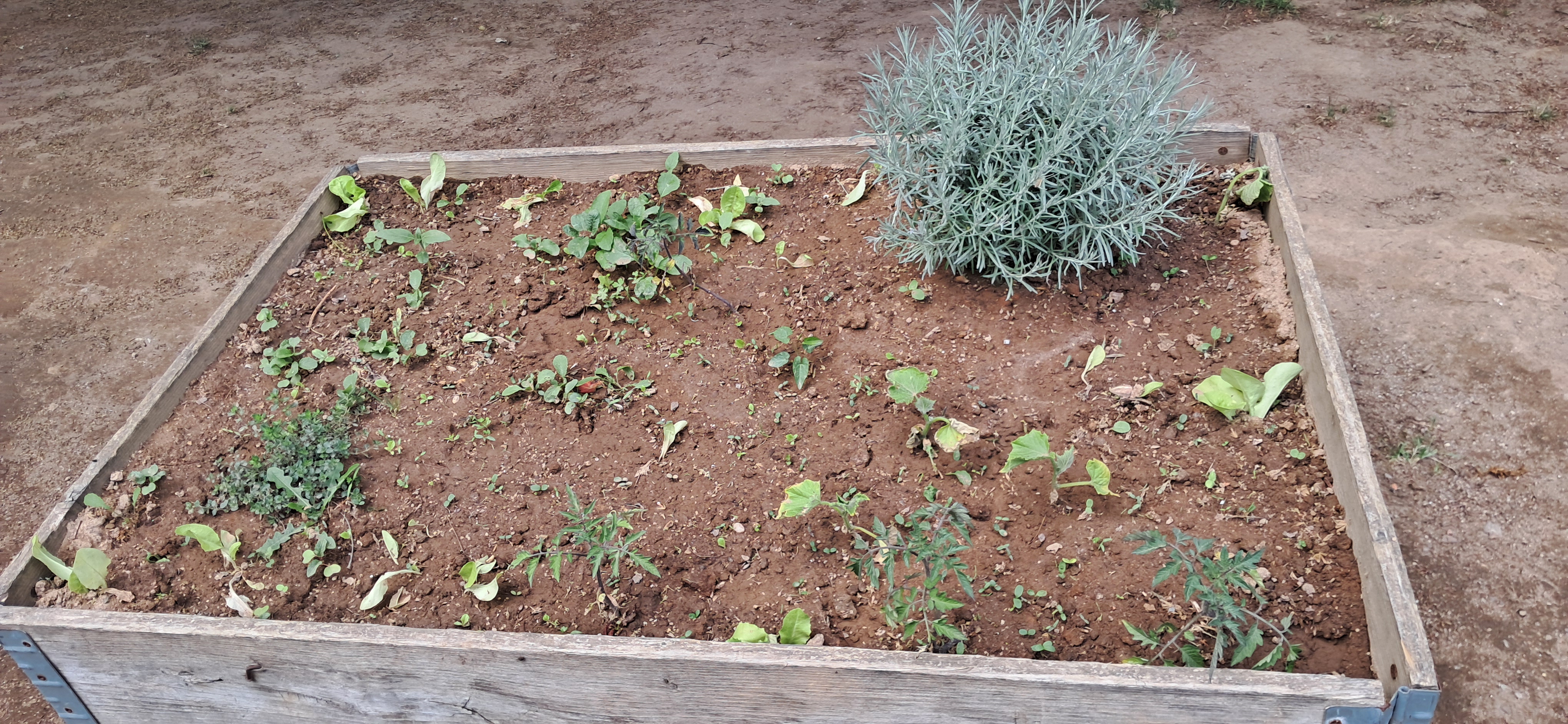 Evolução da plantação.
