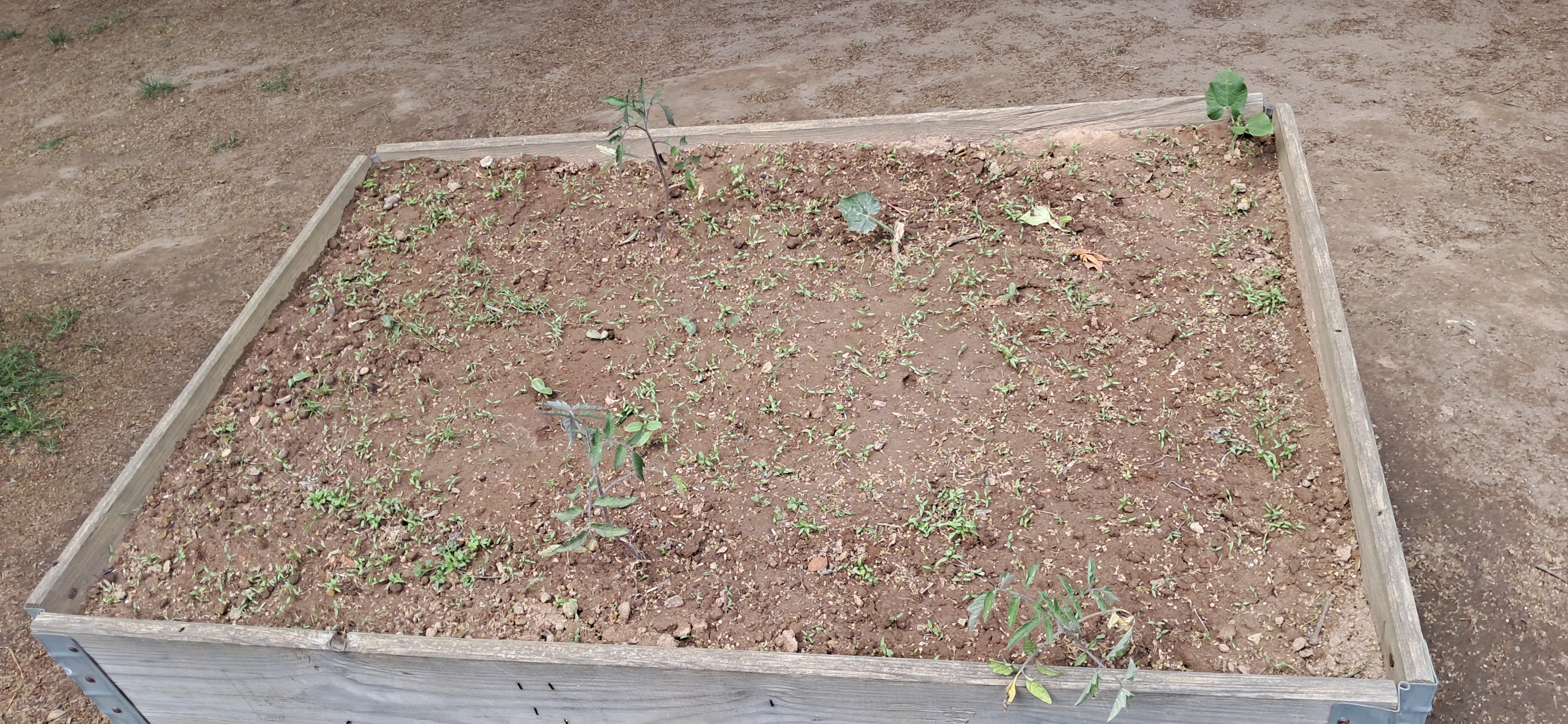 Evolução da plantação.
