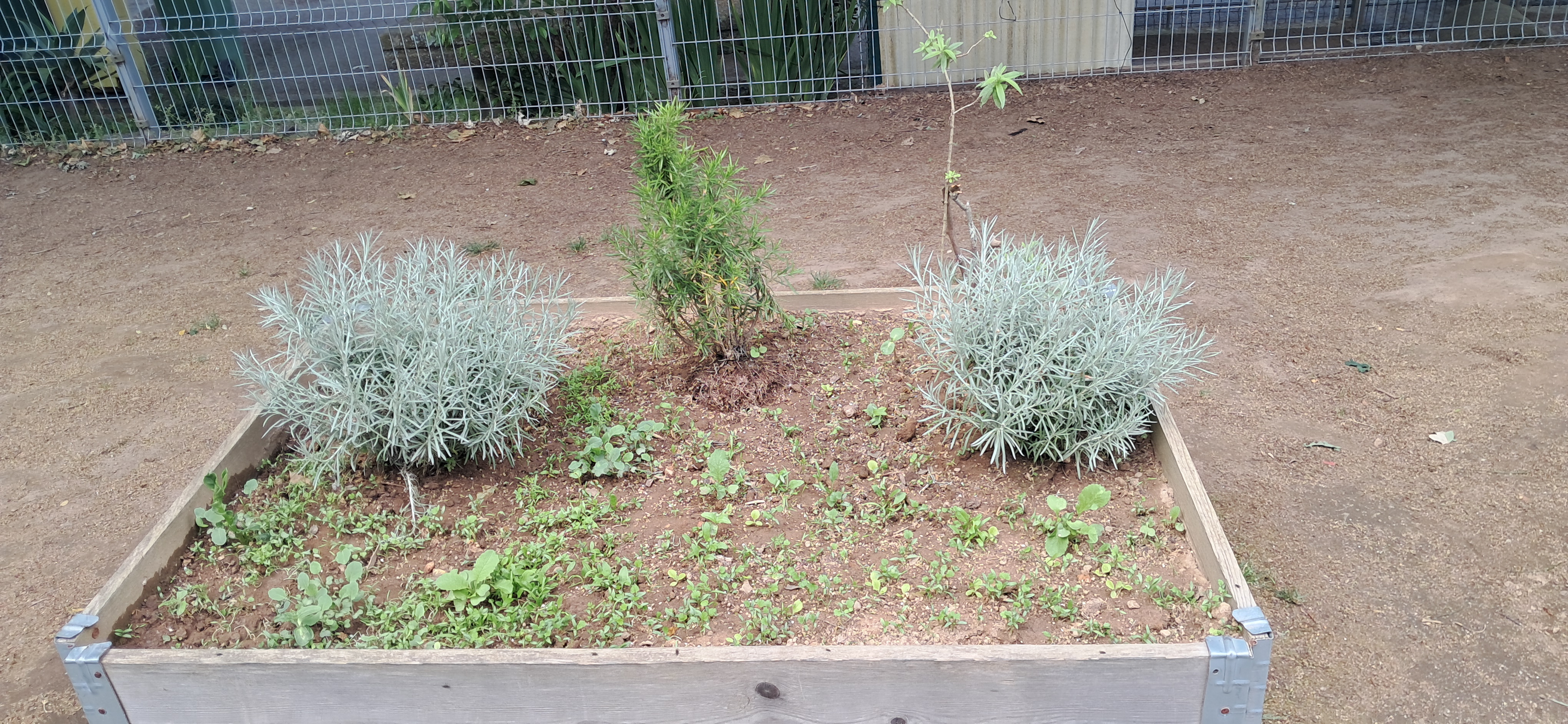 Evolução da plantação.