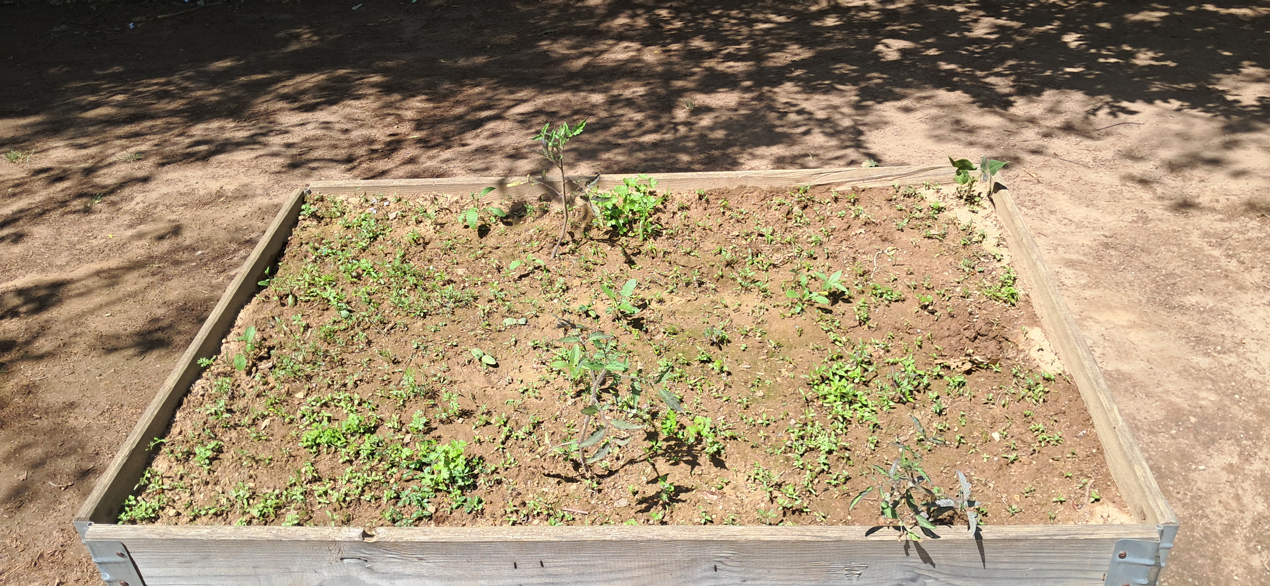 Evolução plantação