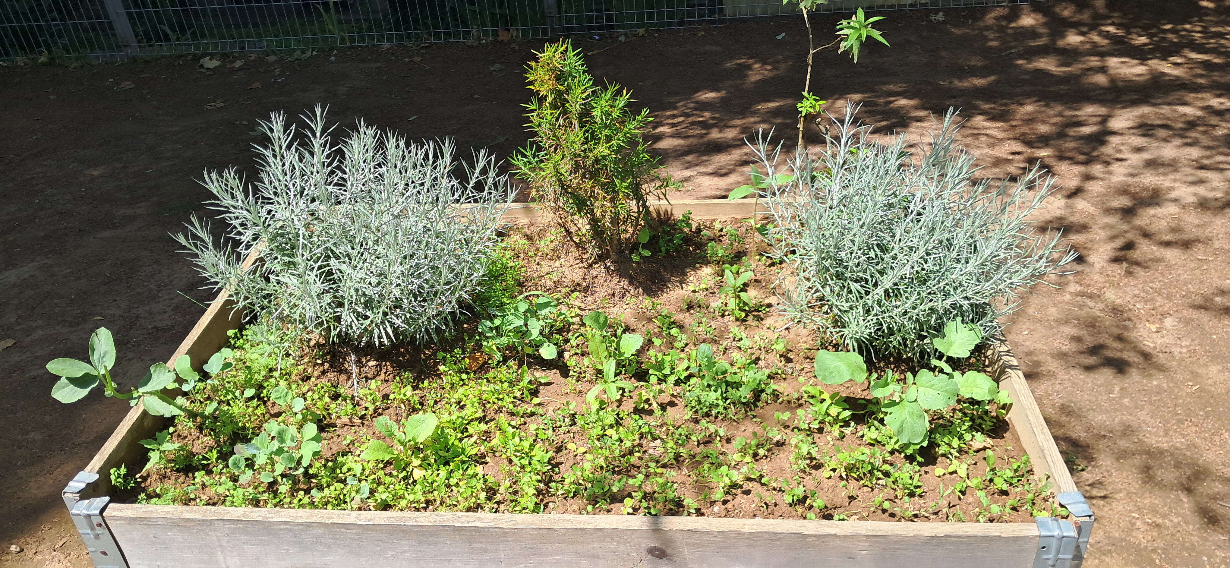 Evolução plantação