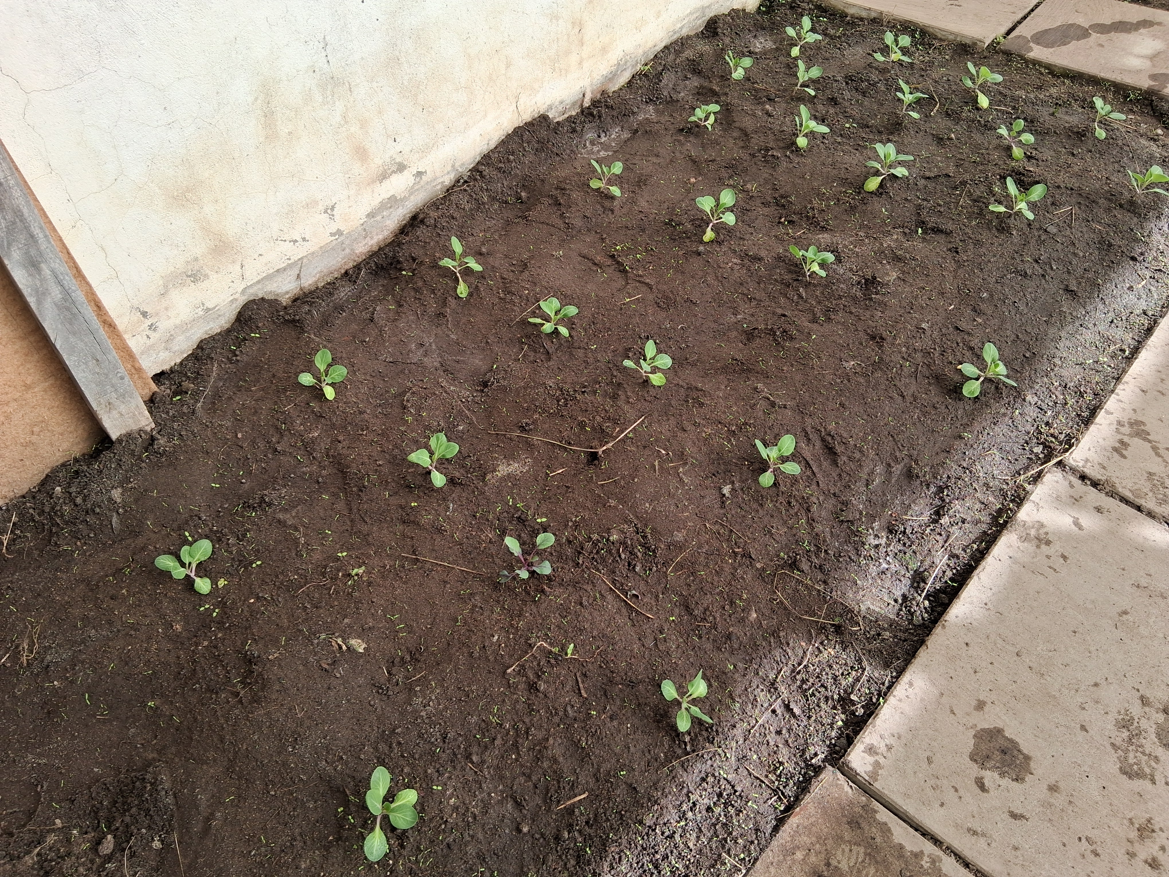 25 pés de couve-coração.