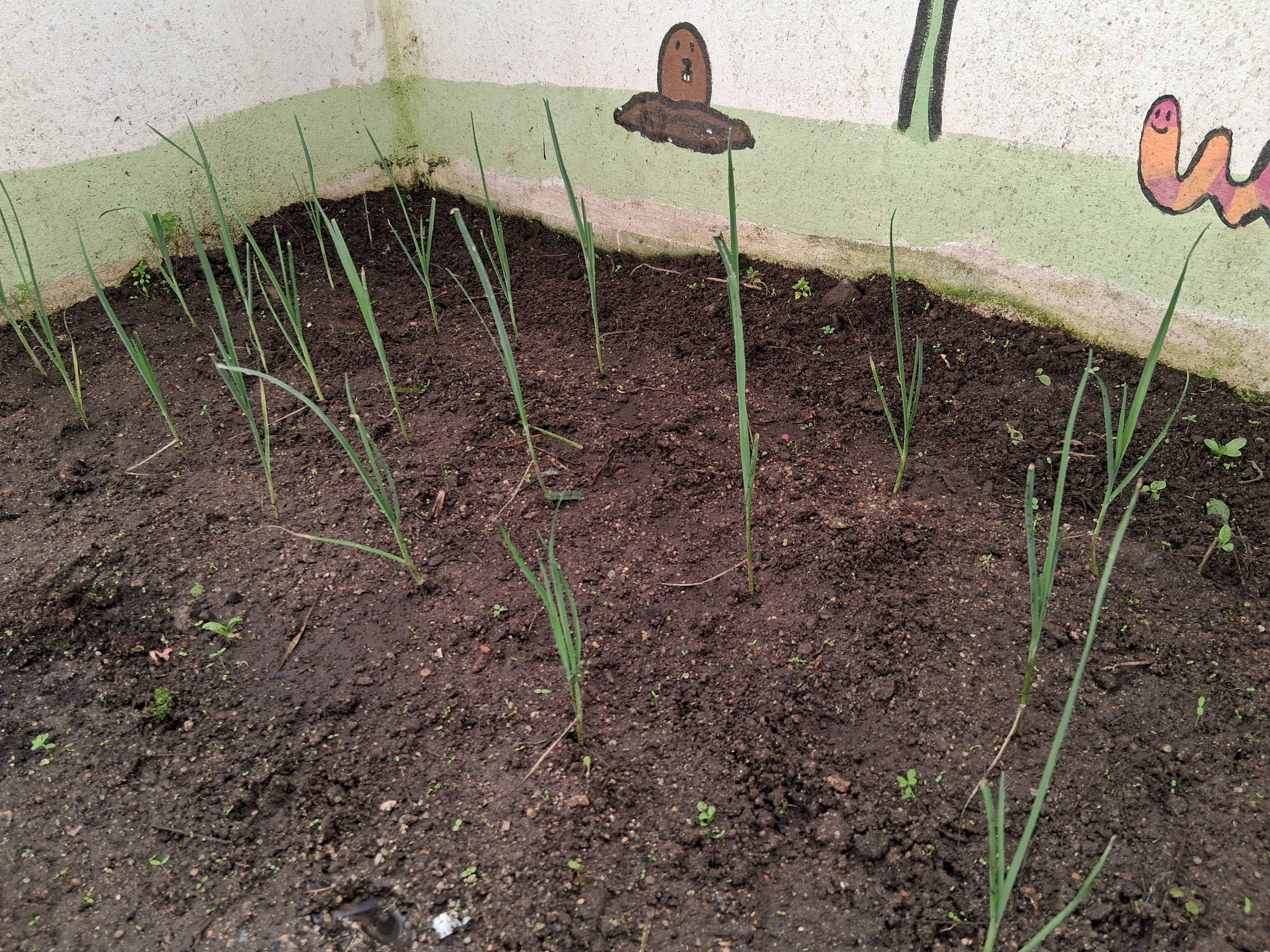 25 pés de alho francês.