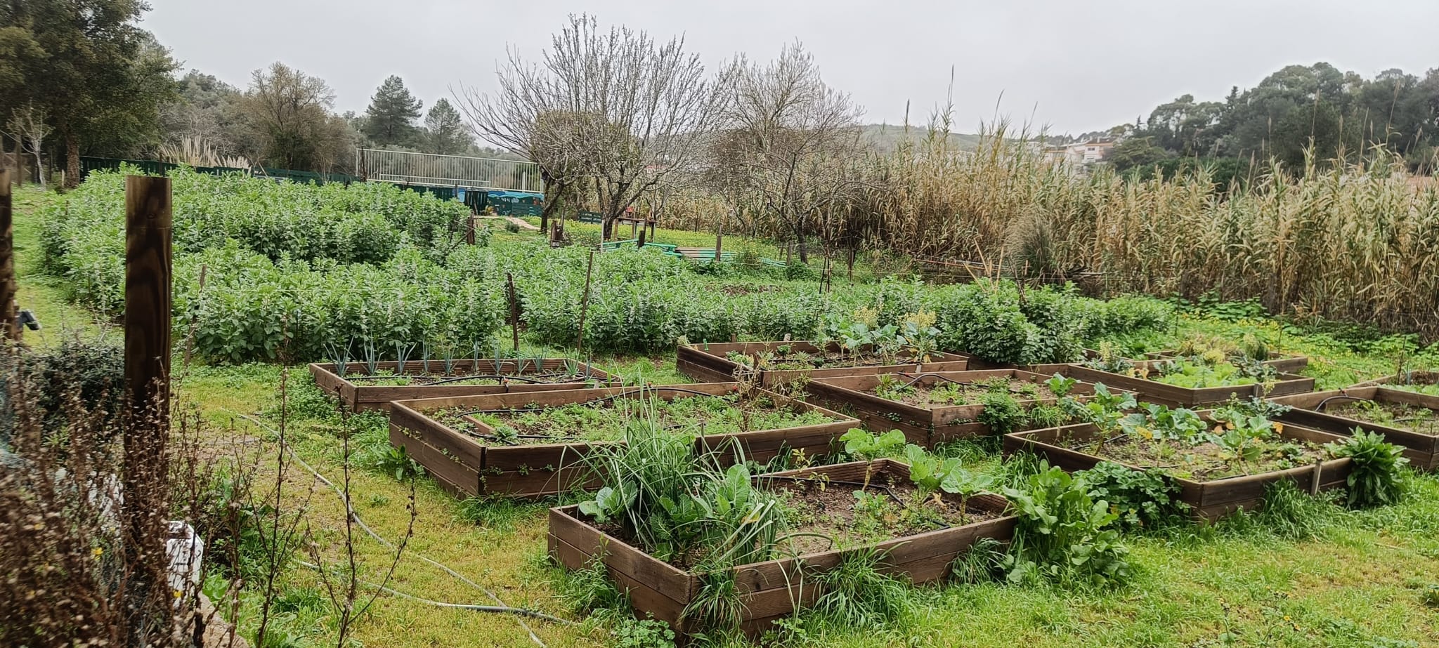 Vegetais diversos e aromáticas