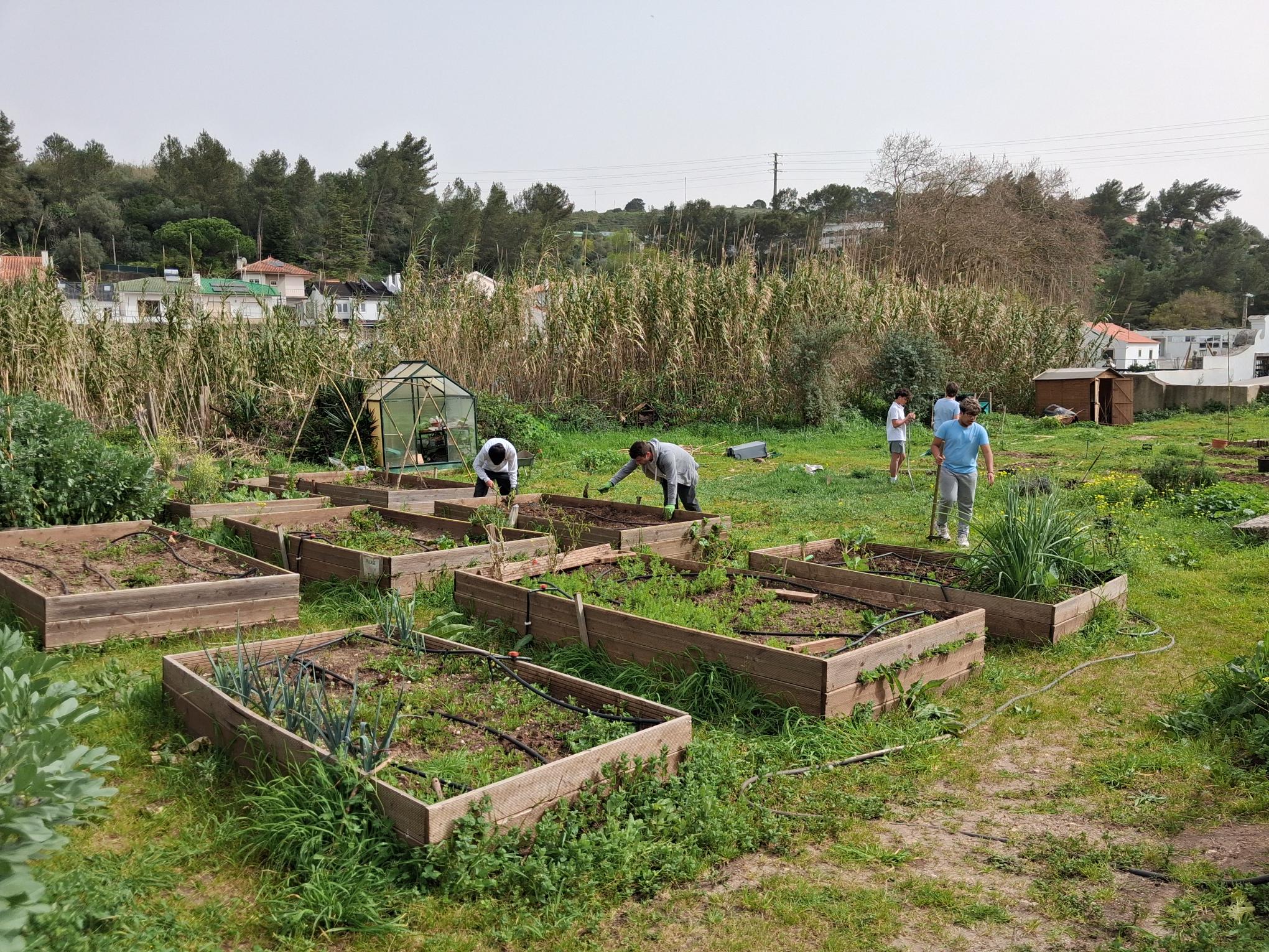 Alunos a Prepararem as Camas para Plantar Vegetais da Época