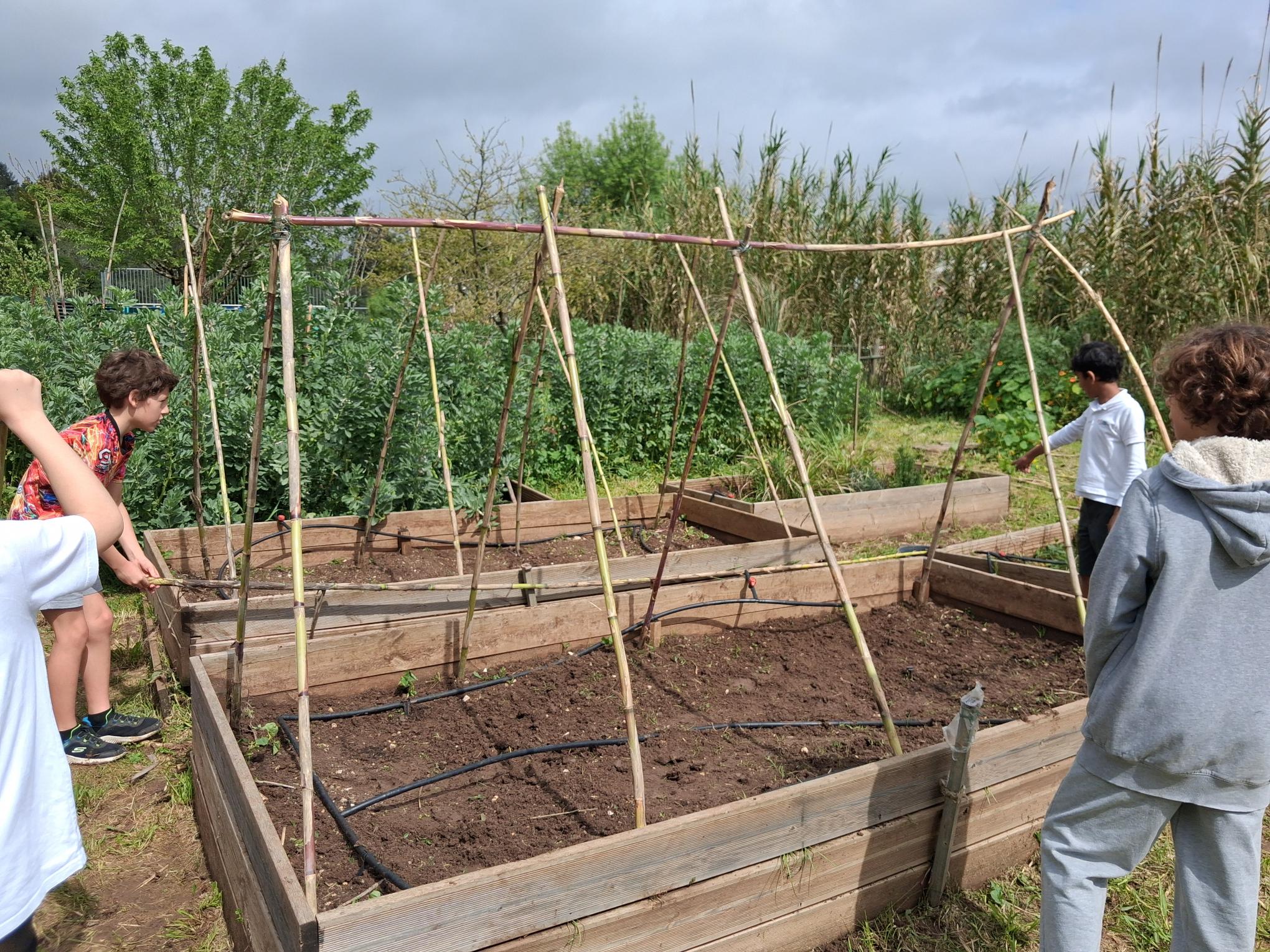 Preparação da Estrutura para Plantar Feijão‑Verde e Tomate