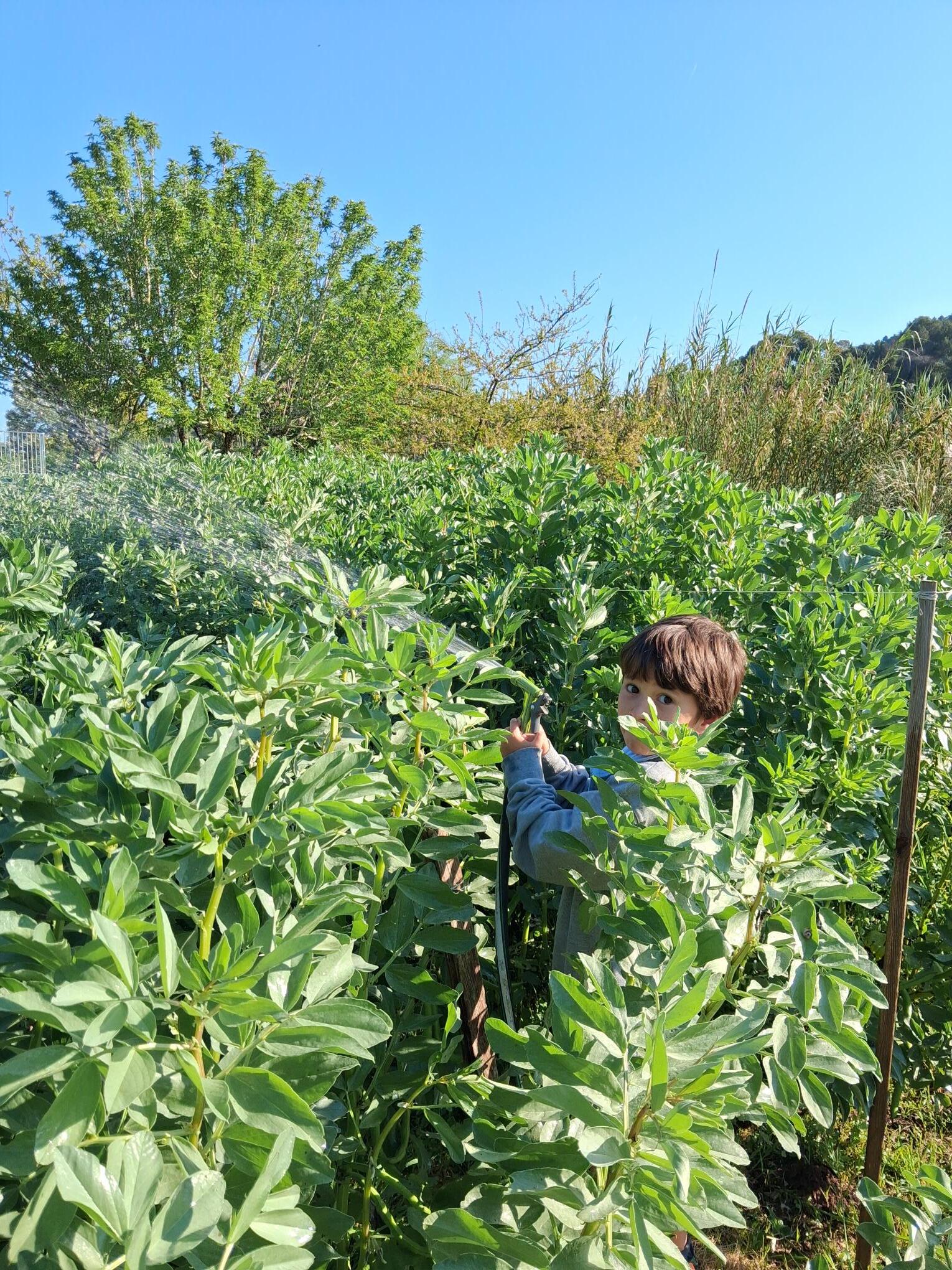 Aluno a regar as plantações (nesta fotografia as favas)