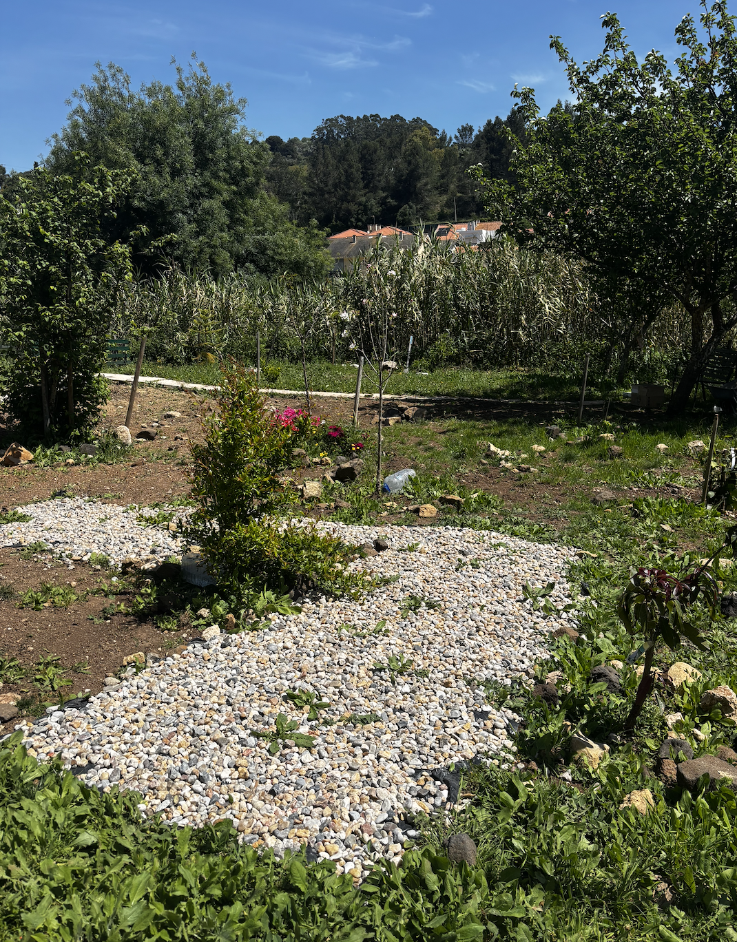 Step by step, we are turning this space into a natural sanctuary that honors the past and nurtures the future.