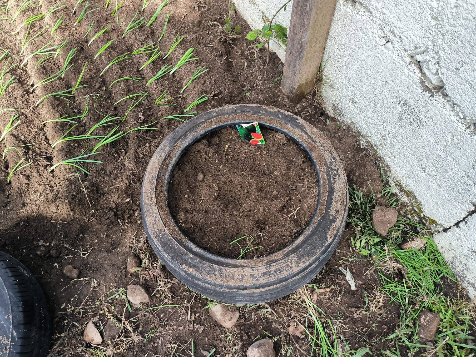 Horta - EB Longos
Algumas plantações feitas pelos alunos