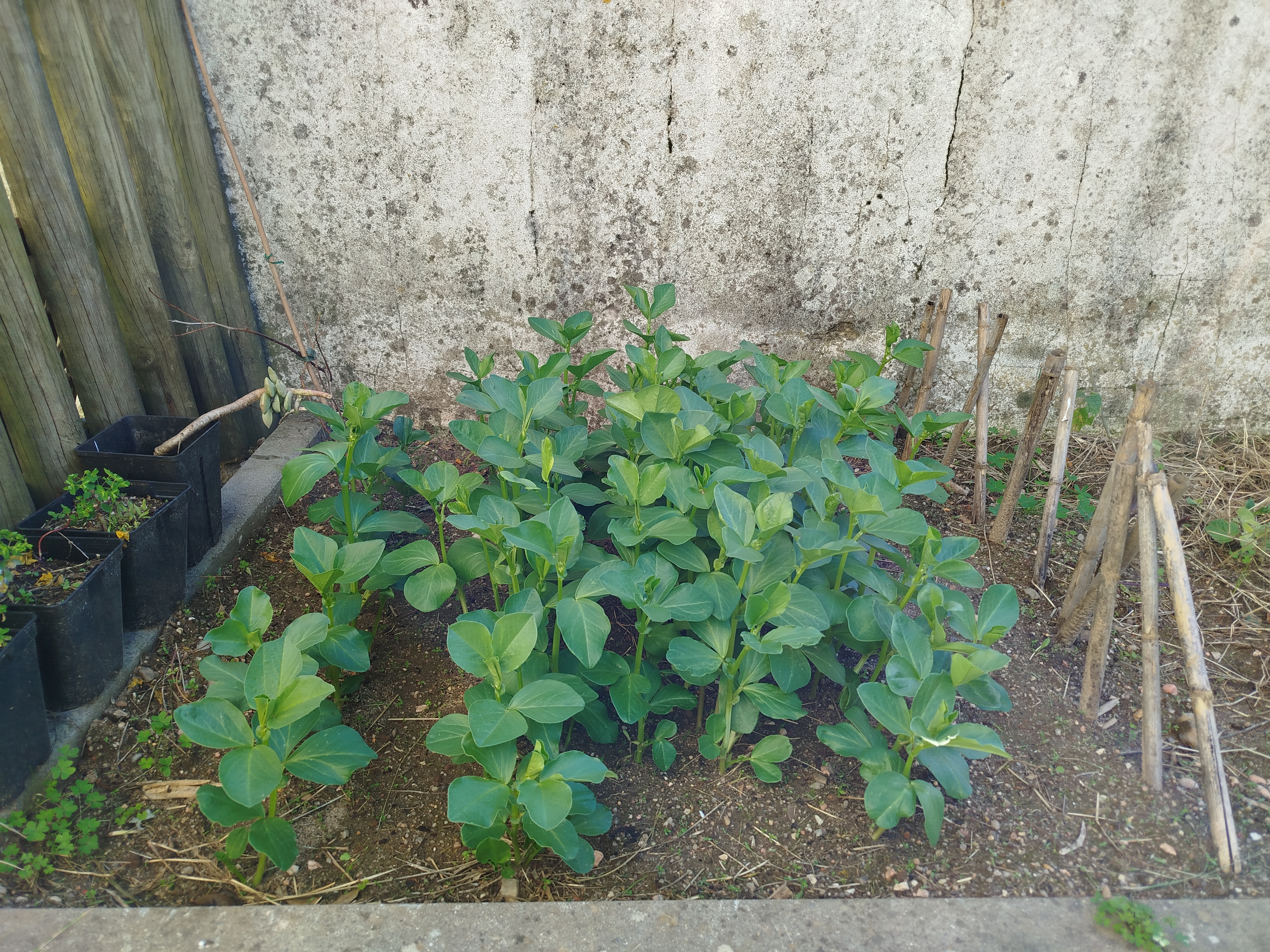 As pequenas favas mostram um desenvolvimento vigoroso, com aproximadamente 15 cm de altura. Bem criadas e cheias de vitalidade, revelam o cuidado dedicado e o entusiasmo no acompanhamento do seu crescimento, num verdadeiro exemplo de aprendizagem ligada à