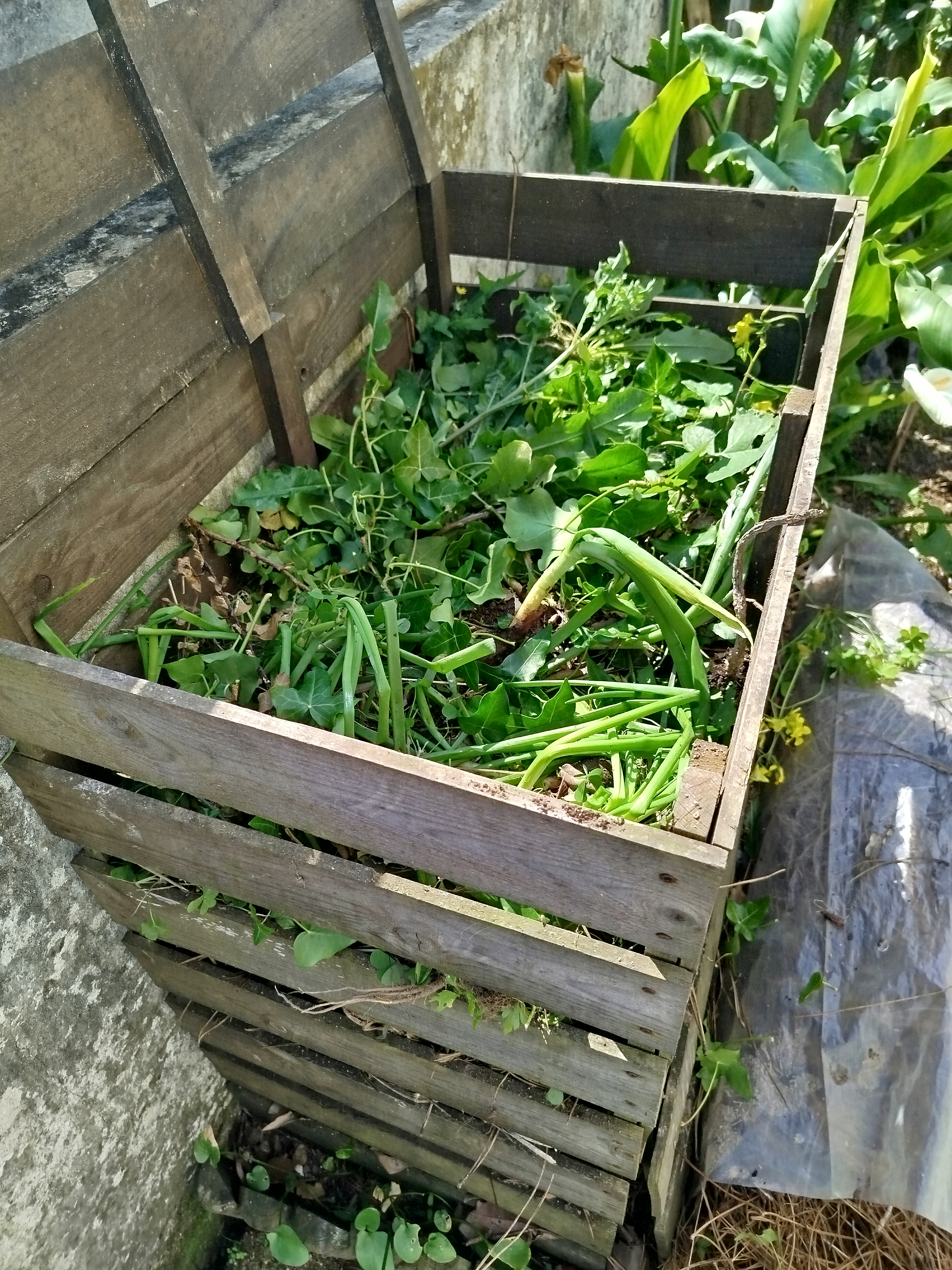 Compostor com resto de plantas
