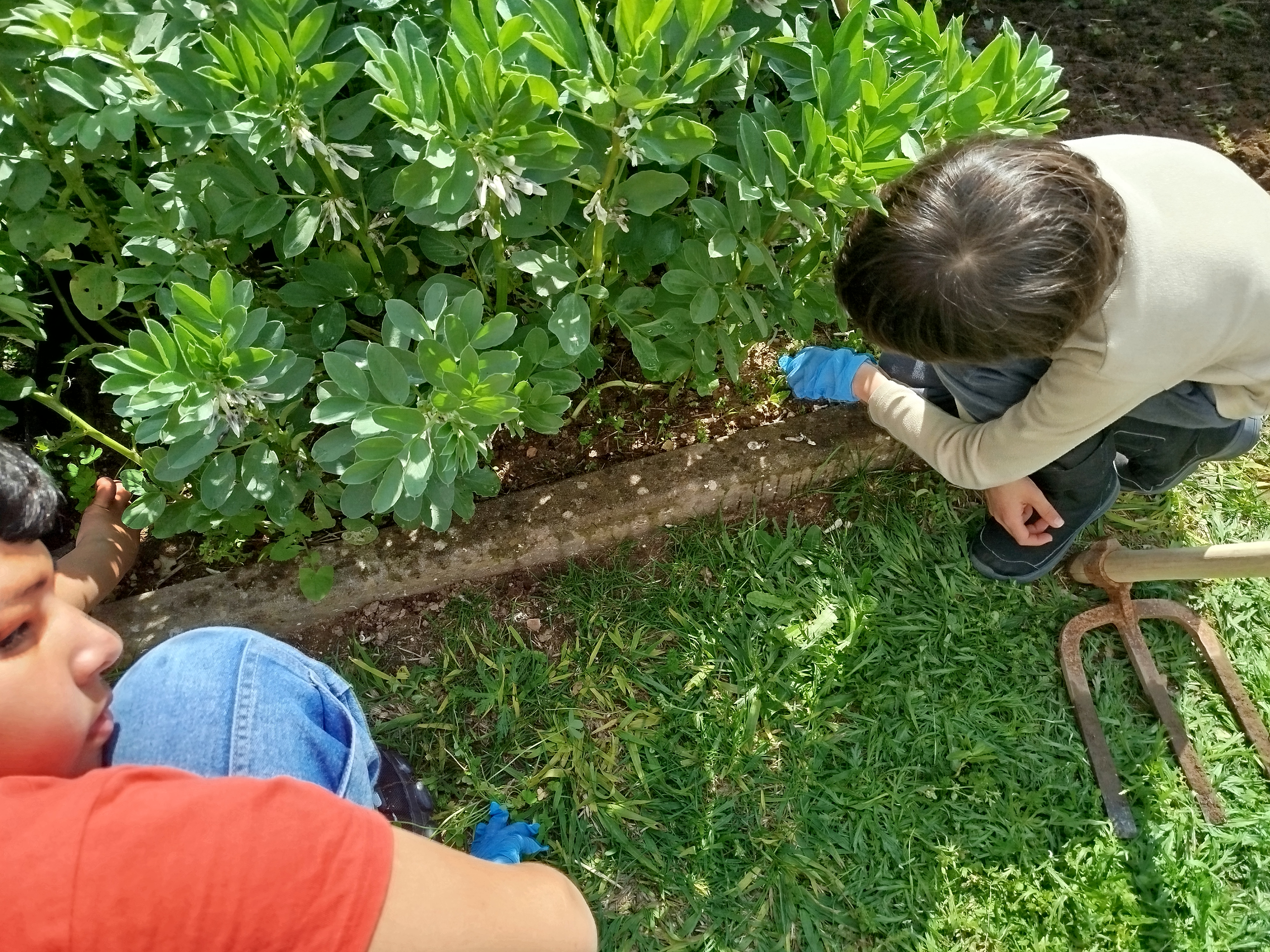 Cuidado contínuo da horta escolar, a observação do desenvolvimento das plantas e a importância da manutenção para uma produção saudável.