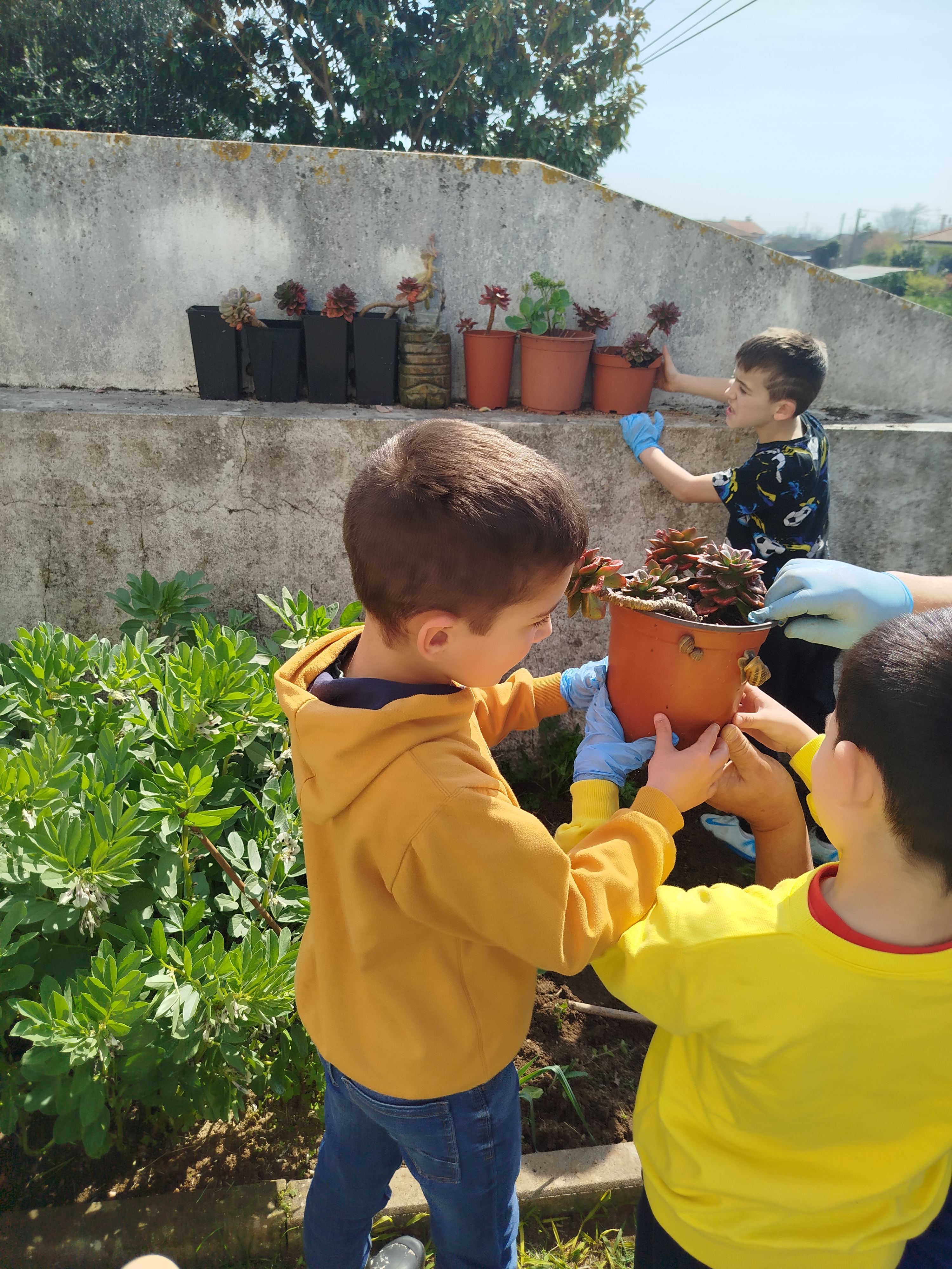 Crianças a retirar caracóis dos vasos de suculentas, contribuindo para a proteção das plantas e para a manutenção do espaço verde escolar.