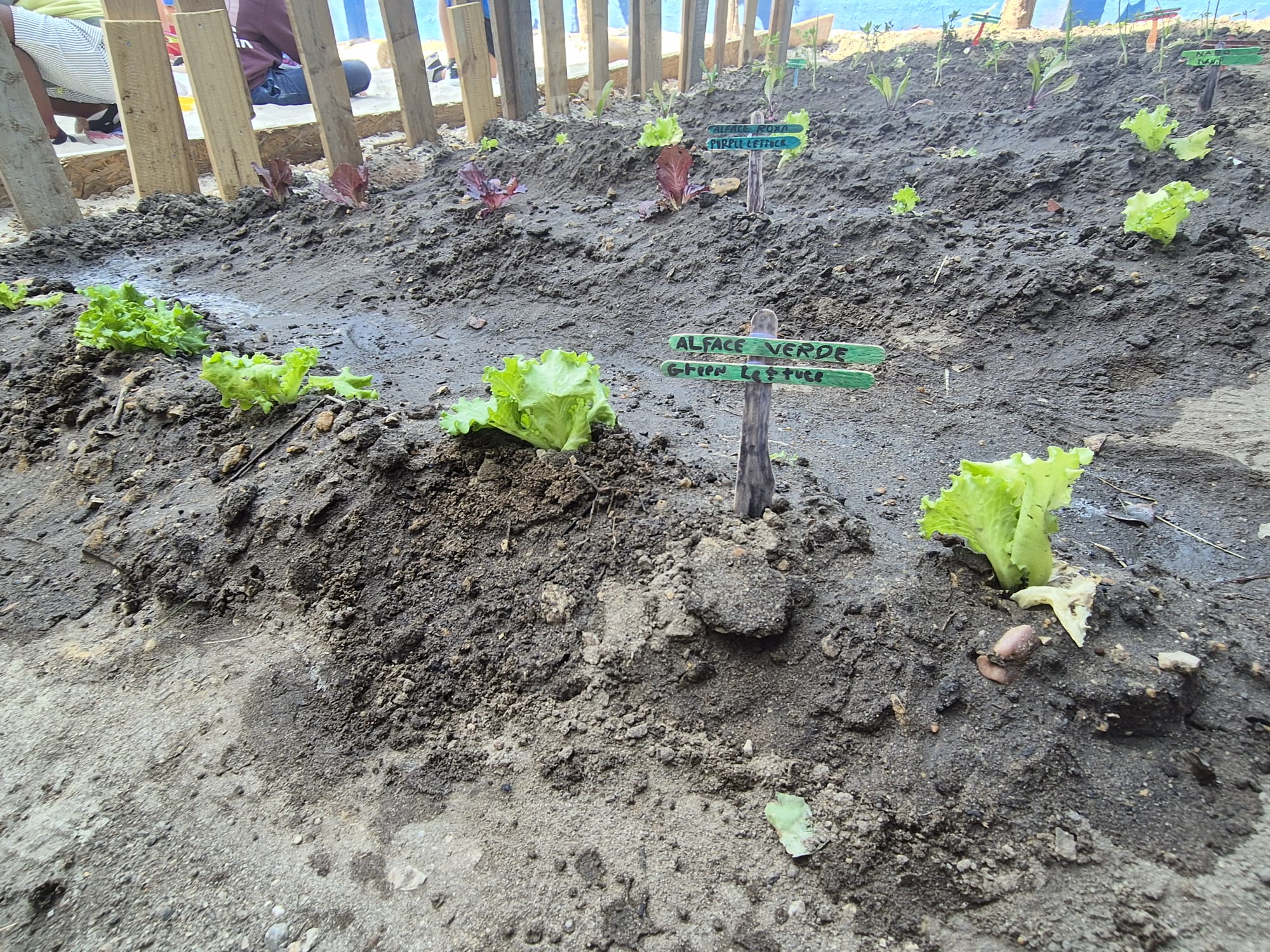 Exemplo de plantação (Alface verde)