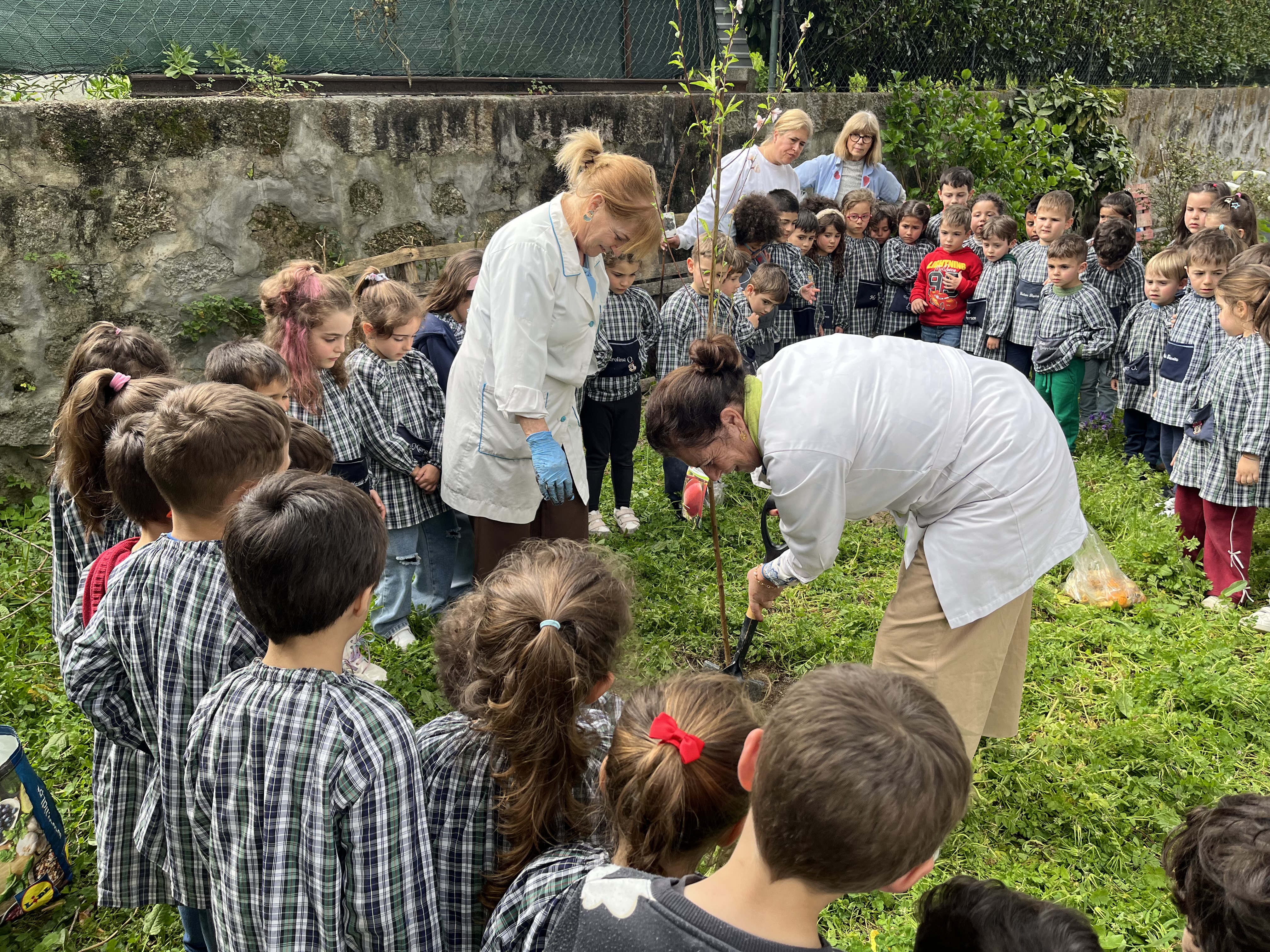 Plantação árvores de fruto