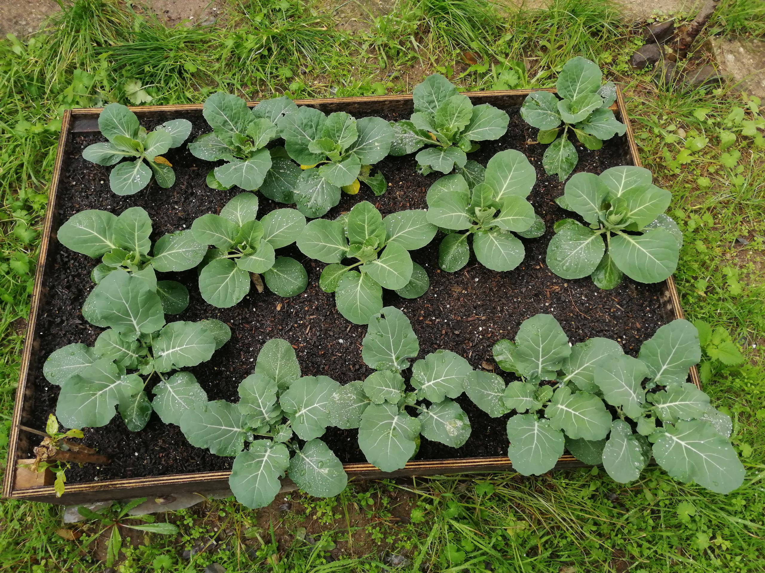 Couve lombarda, couve coração de boi e bróculos