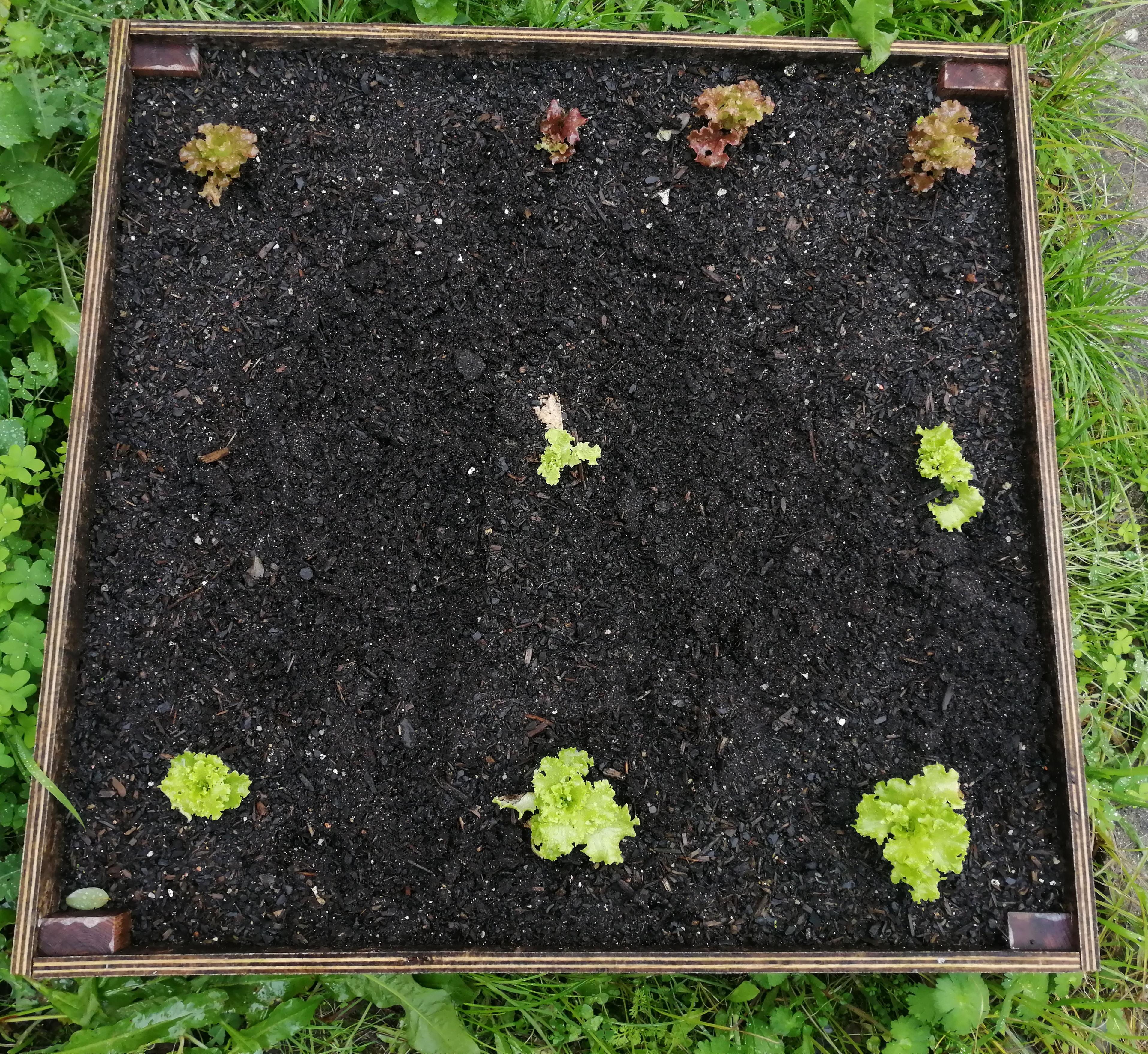 Alface frisada verde e alface frisada roxa