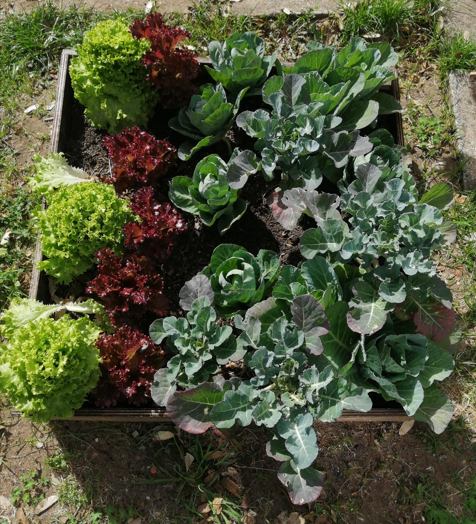 Alfaces: roxa e verde frisadas; brócolos, coração de boi e repolho.