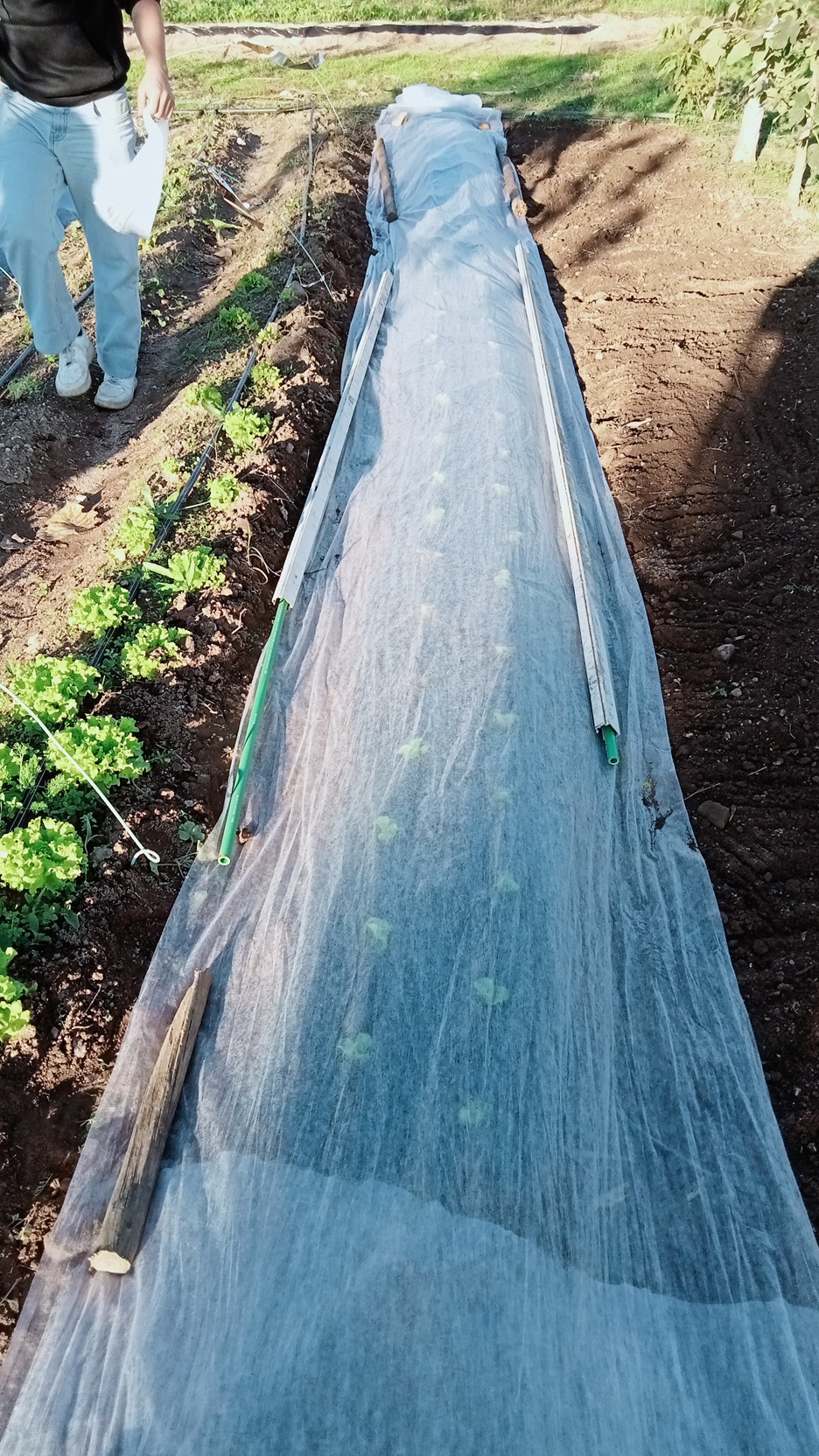 Plantação de alfaces.