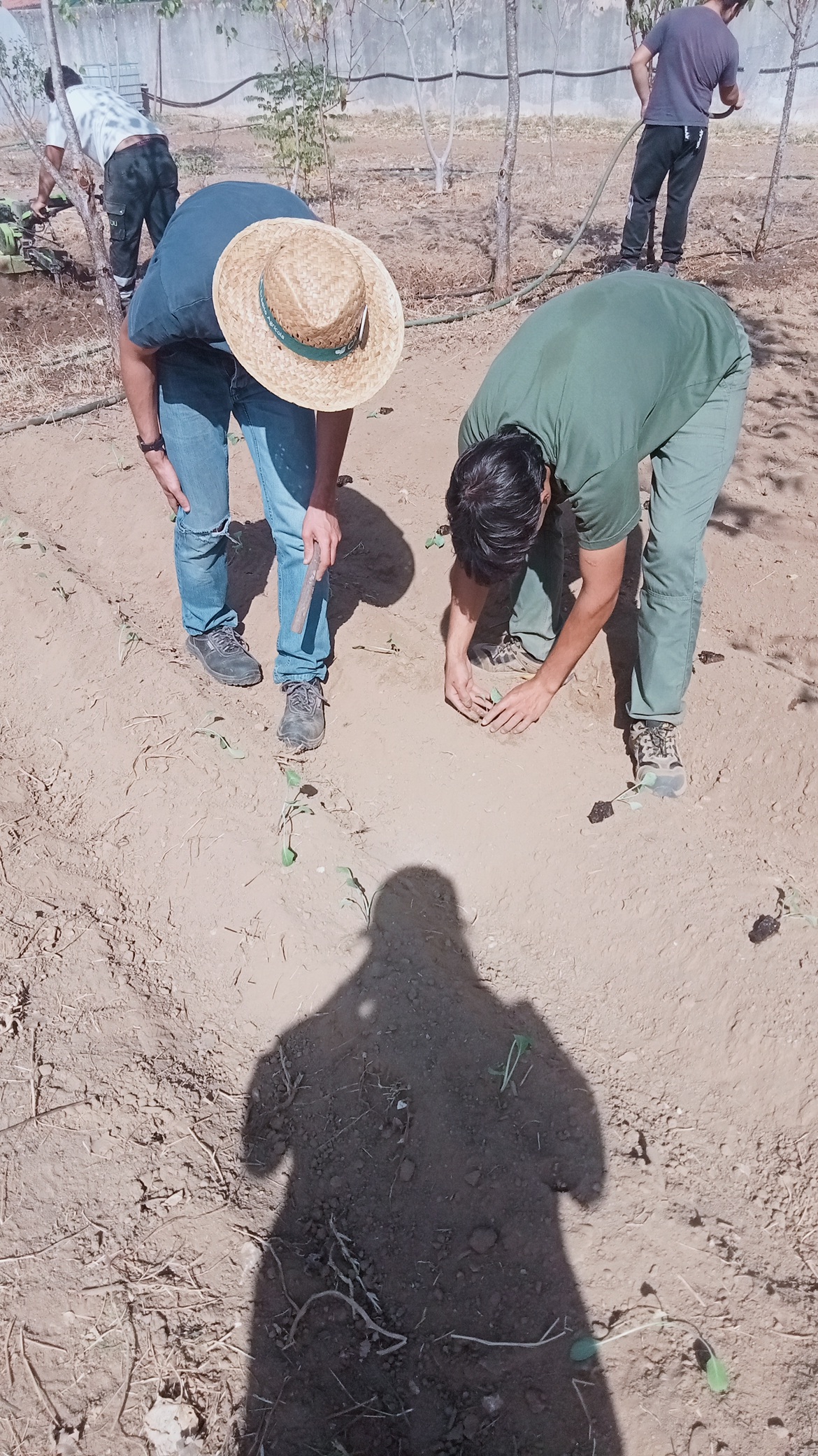 Plantação de couves