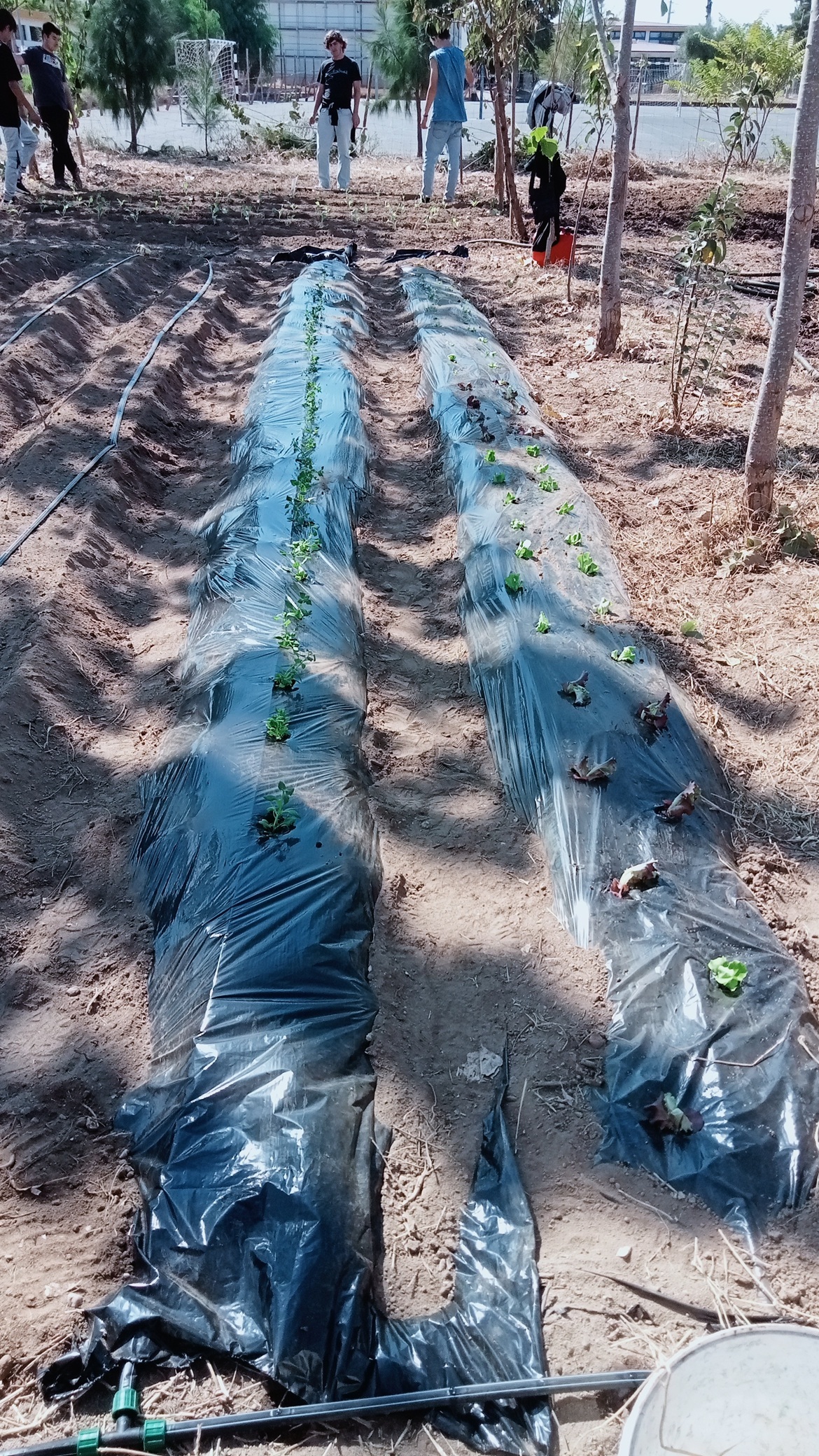 Plantação de espinafres