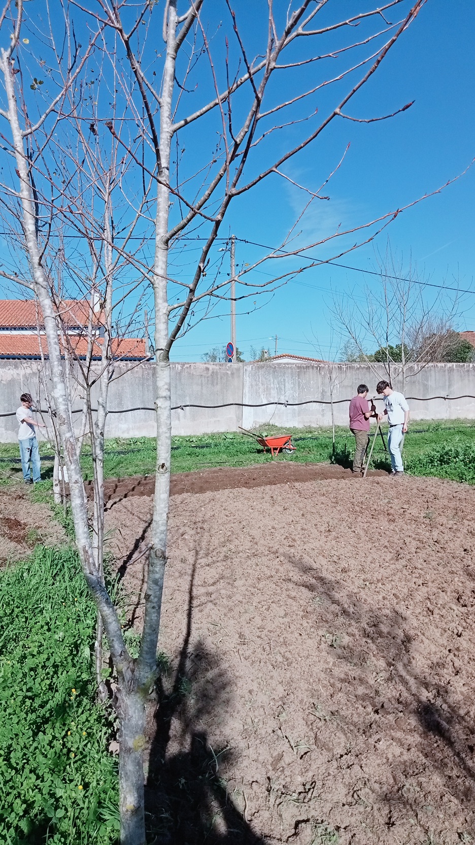 Preparação do terreno para plantação de batateiras.