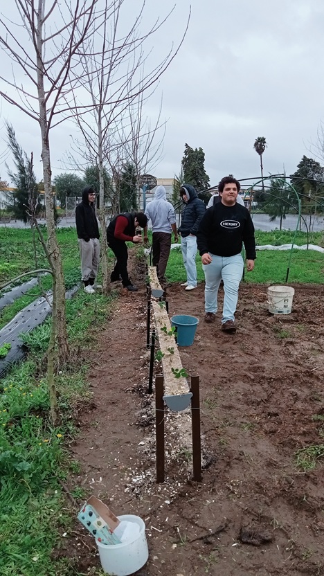 Preparação das caleiras para cultura semi-hidropónica de morangueiros.