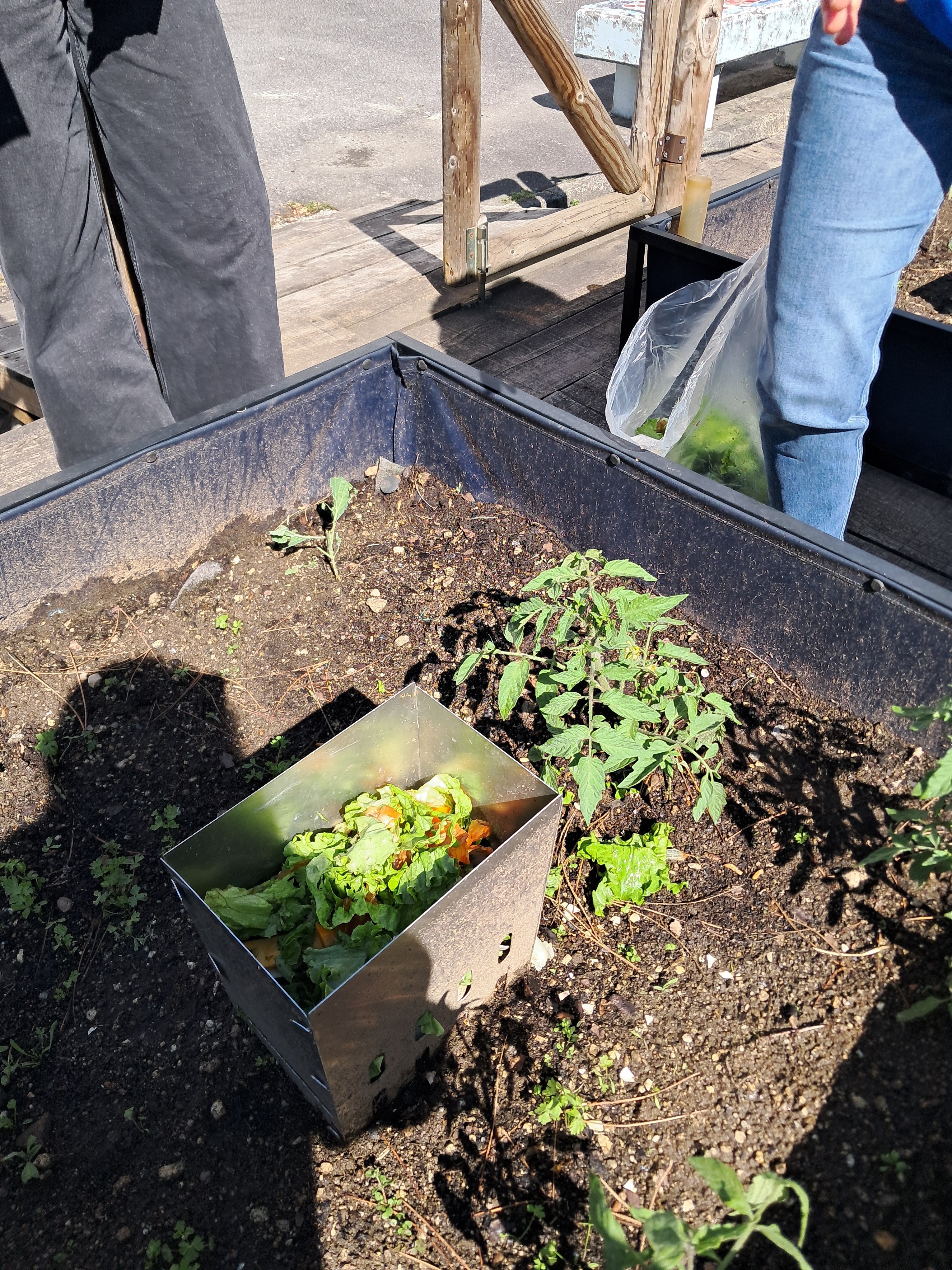 Enchimento de compostor com restos de legumes da cantina.