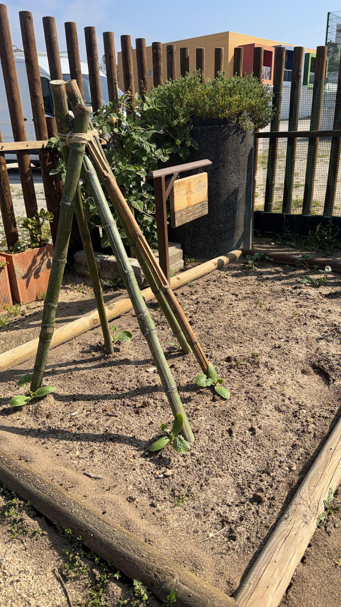 Cabana de curgetes:
Num canteiro previamente preparado, pequenas plantas de curgete começam a surgir no solo, apoiadas por uma estrutura de bambu - feita pelas crianças - que conduzirá e ajudará no seu crescimento.