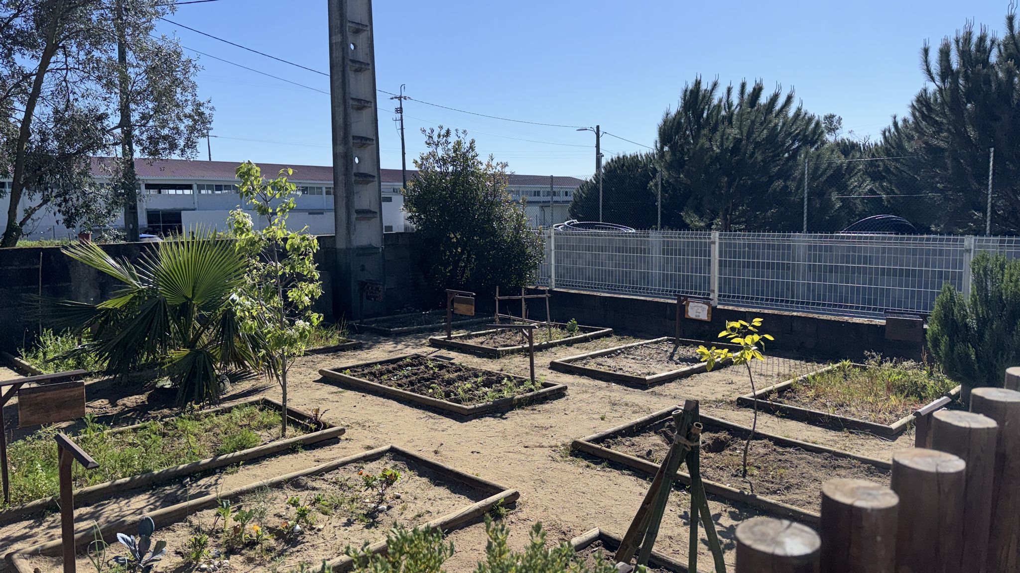 A Nossa Horta a Crescer:
Após a tempestade, as nossas sementes já espreitam e as plantas crescem com vigor graças às mãos das nossas crianças. Ver este progresso na horta é ver também o crescimento de tudo o que aprendemos sobre o respeito pela natureza.