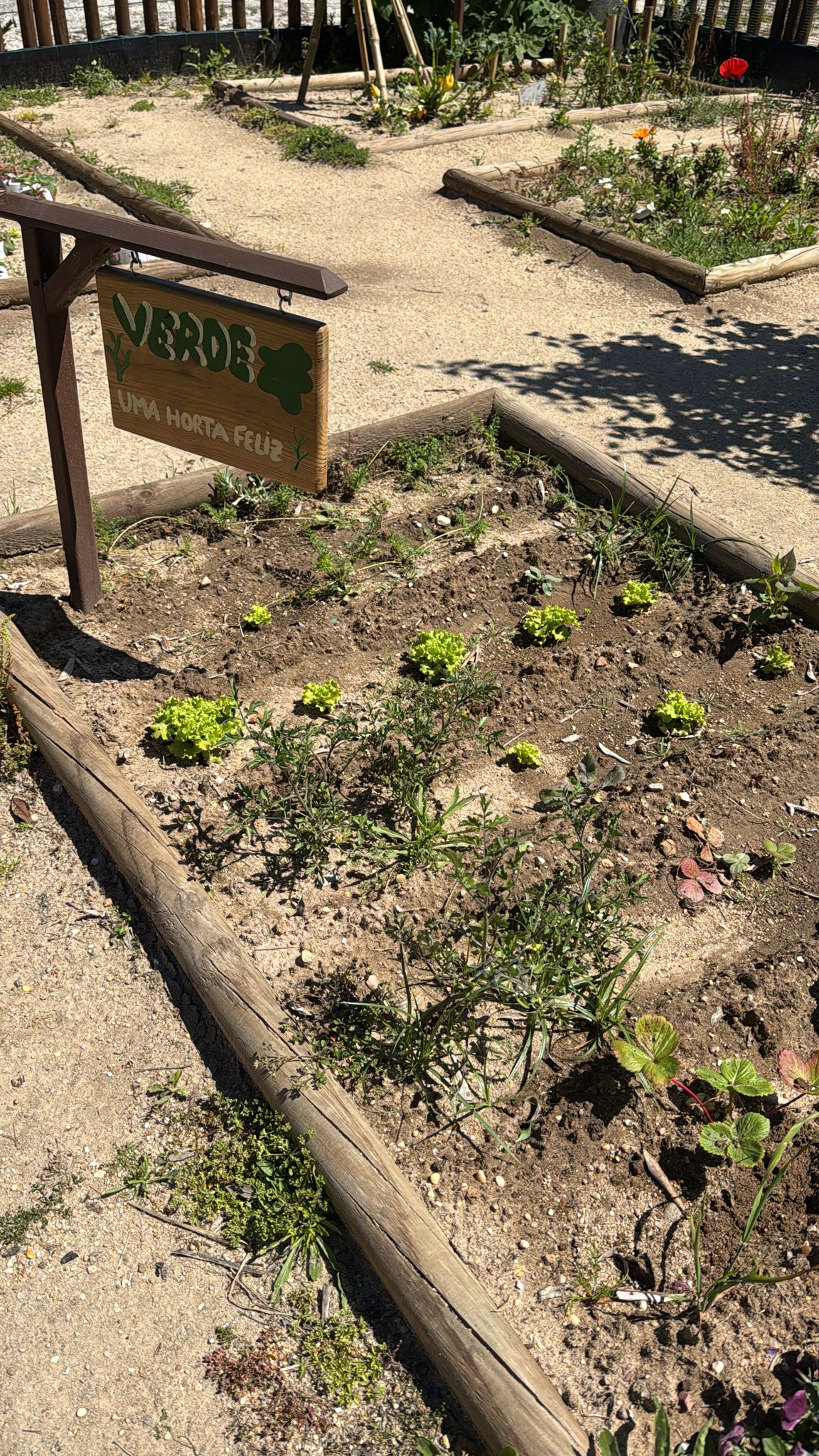 Cantinho Verde:
Neste canteiro crescem tomates, alfaces e morangos, numa combinação de culturas da época que traz mais cor e diversidade ao espaço escolar. Um pequeno espaço verde que valoriza a natureza, os produtos frescos e o ambiente sustentável.