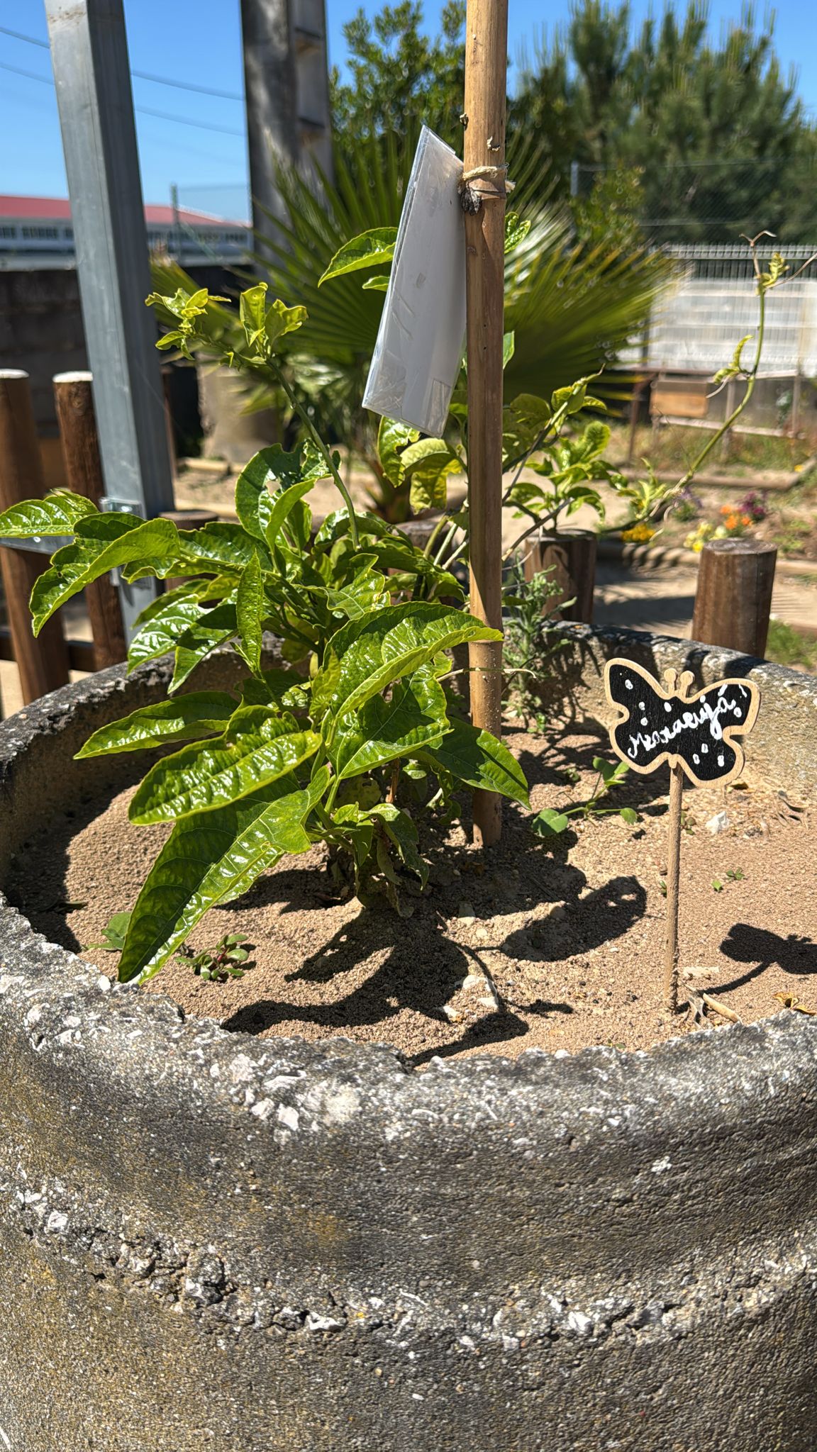 O Nosso Maracujazeiro:
O maracujazeiro desenvolve-se com folhas verdes e ramos fortes, destacando a beleza desta planta trepadeira. Uma cultura que valoriza a diversidade natural e que, futuramente, dará frutos frescos e cheios de sabor.