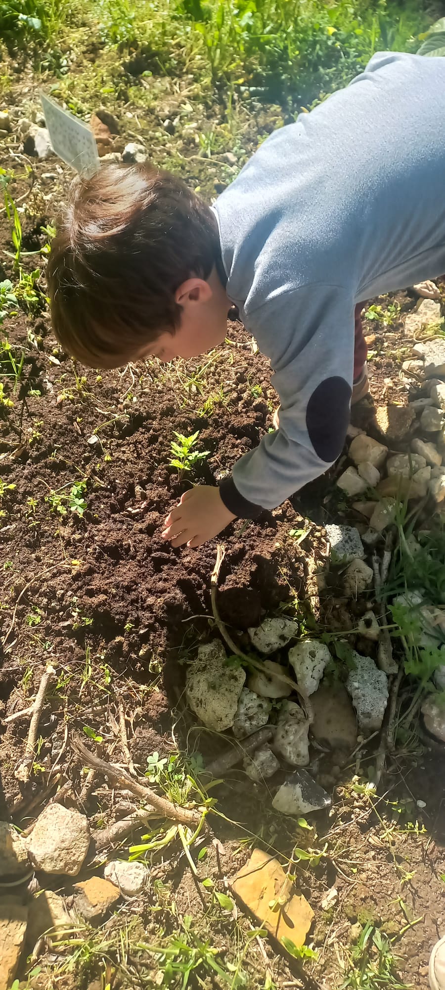 Criança a plantar.