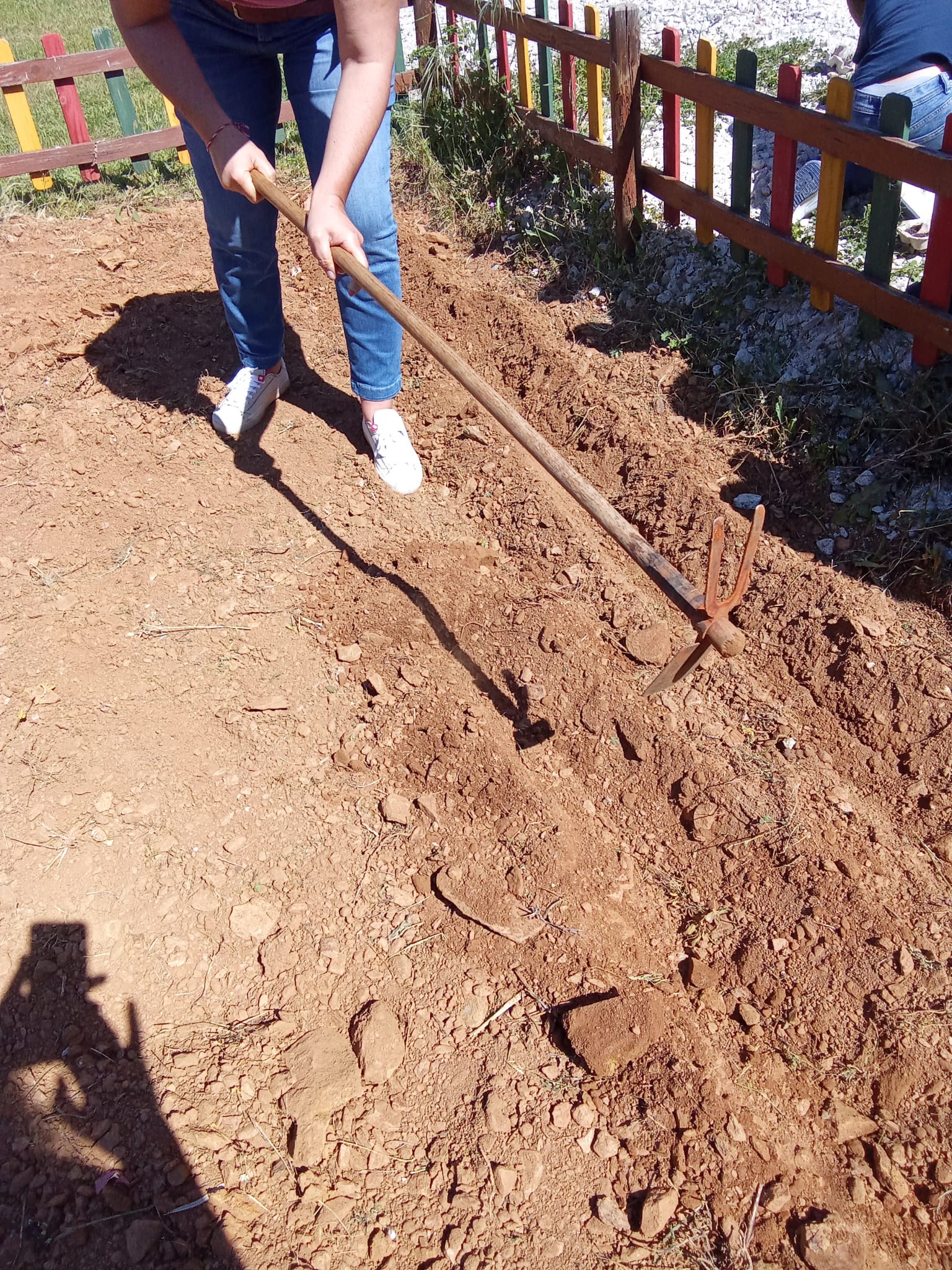 Regar e plantação