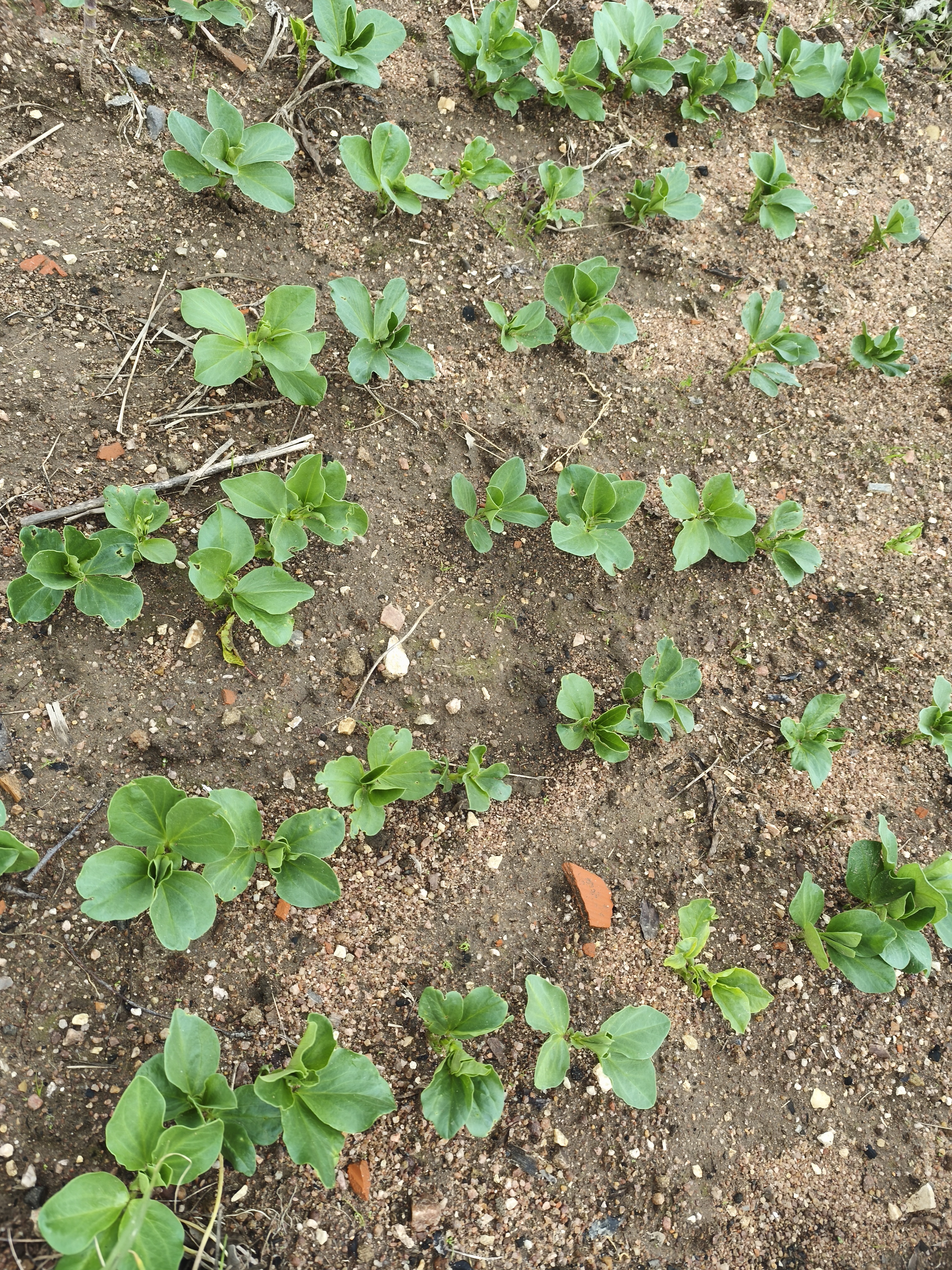 Plantação de favas - em crescimento