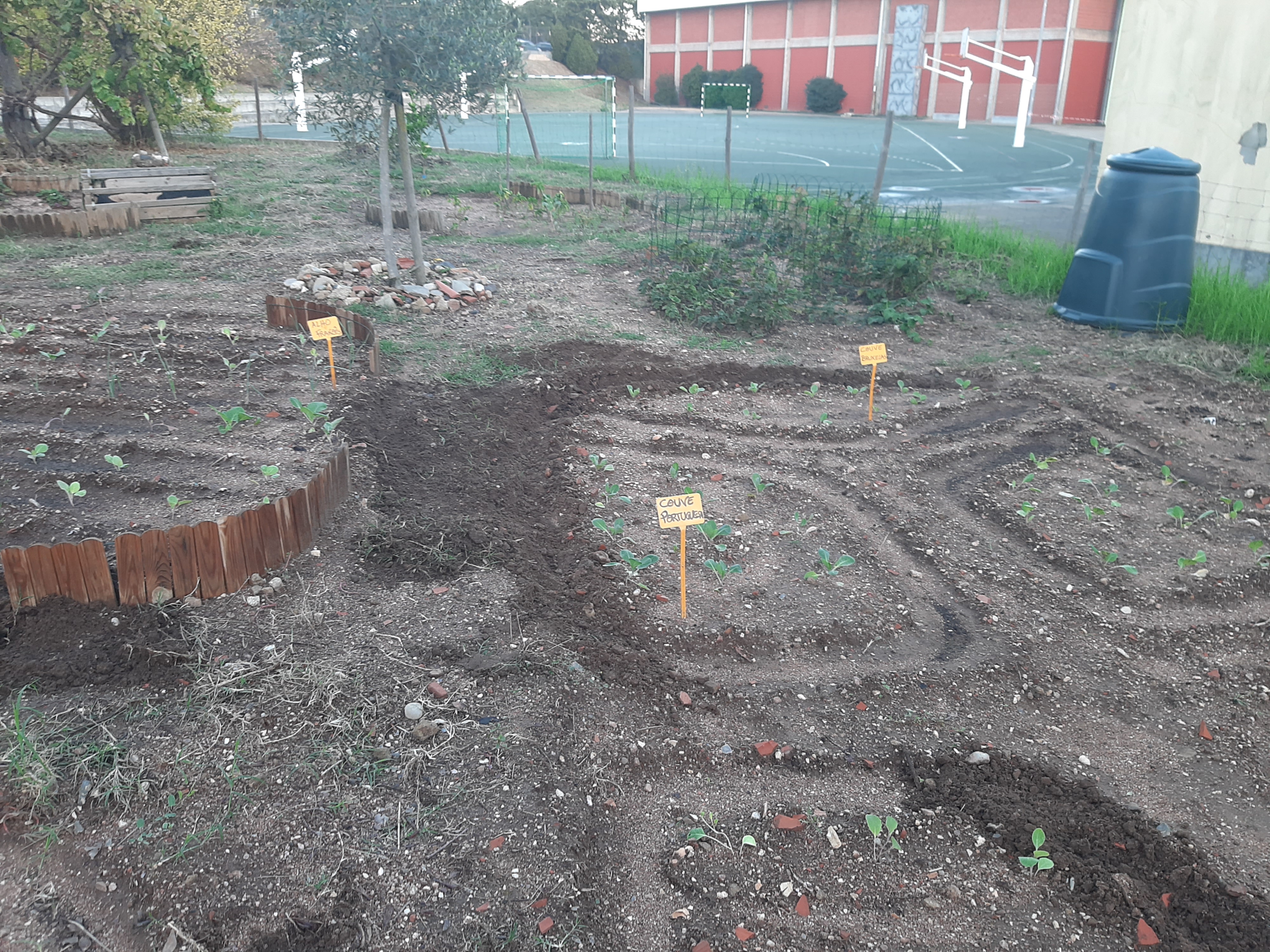 plantação de diversas qualidades de couves e nabiças - oferta da Cooperativa Agrícola de Loures