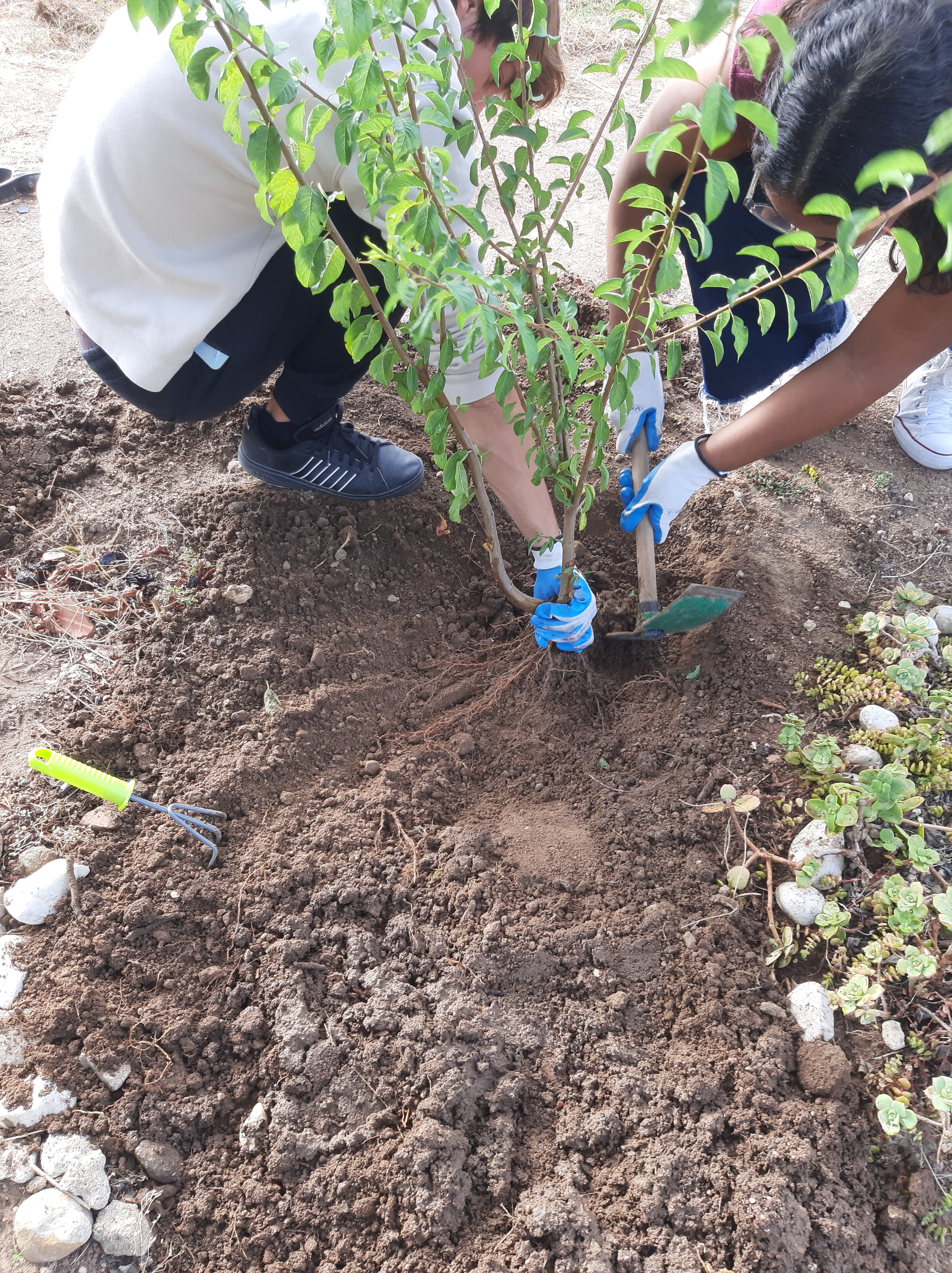 "Prunus domestica" - momentos de preparação para transplante de "filhotes".