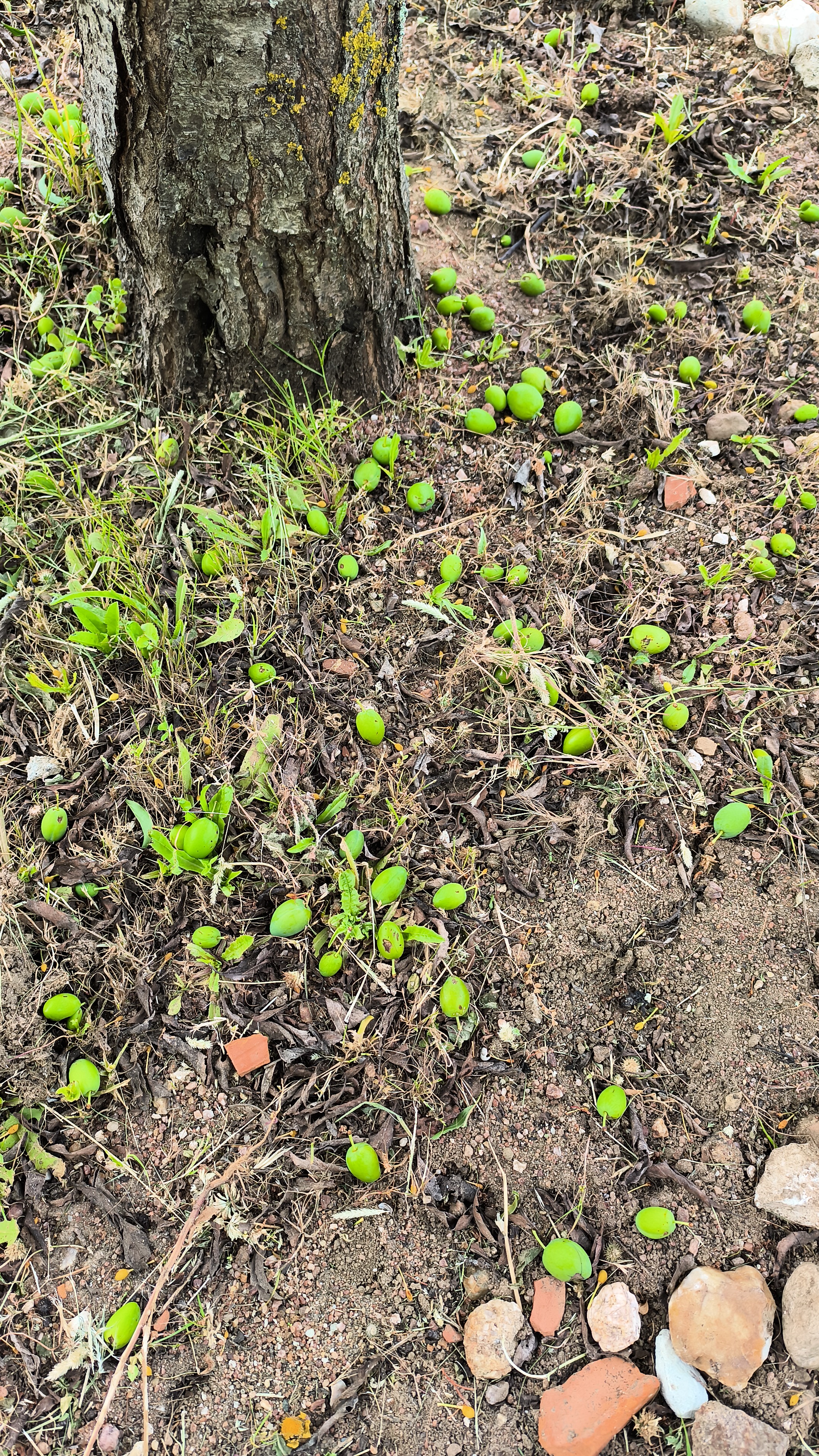 ameixeira - queda abundante dos frutos em crescimento devido aos fortes ventos que se fizeram sentir no início de abril.