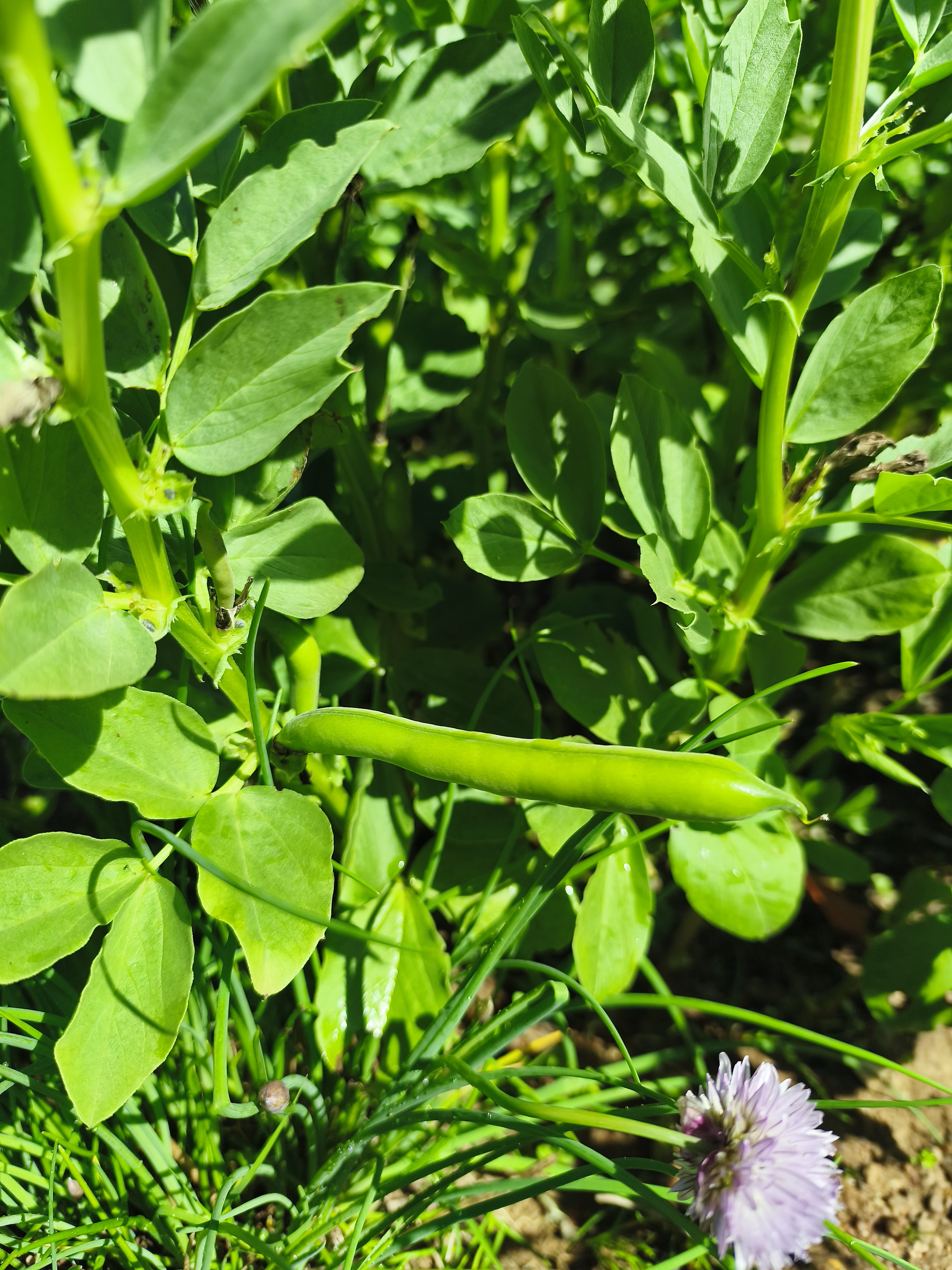 As favas em crescimento, apesar da destruição devido à chuva intensa e ventos fortes que quase arrasaram a plantação.