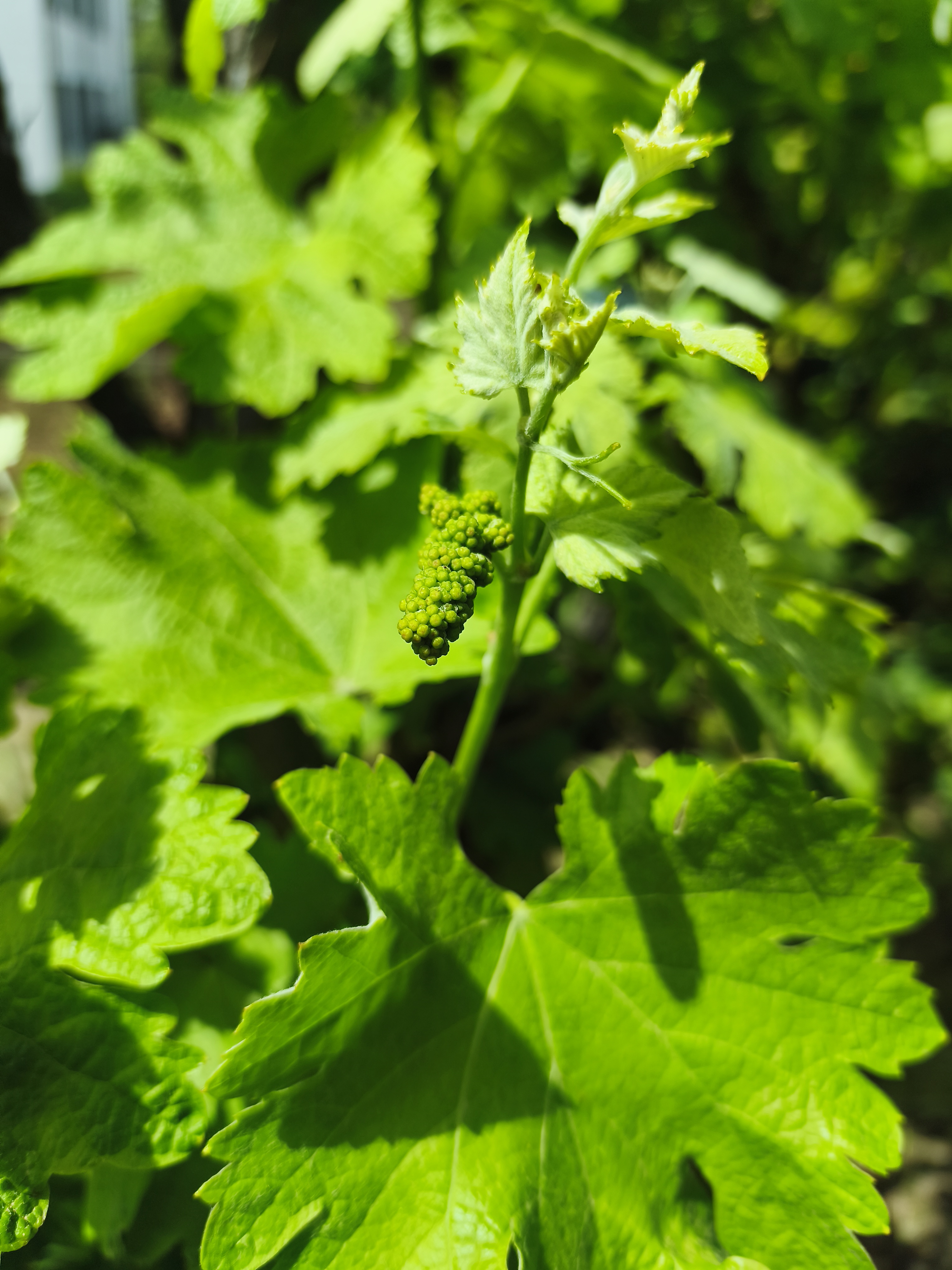 videira - mais um exemplo de como o desenvolvimento de alguns frutos está a ser acelerado.