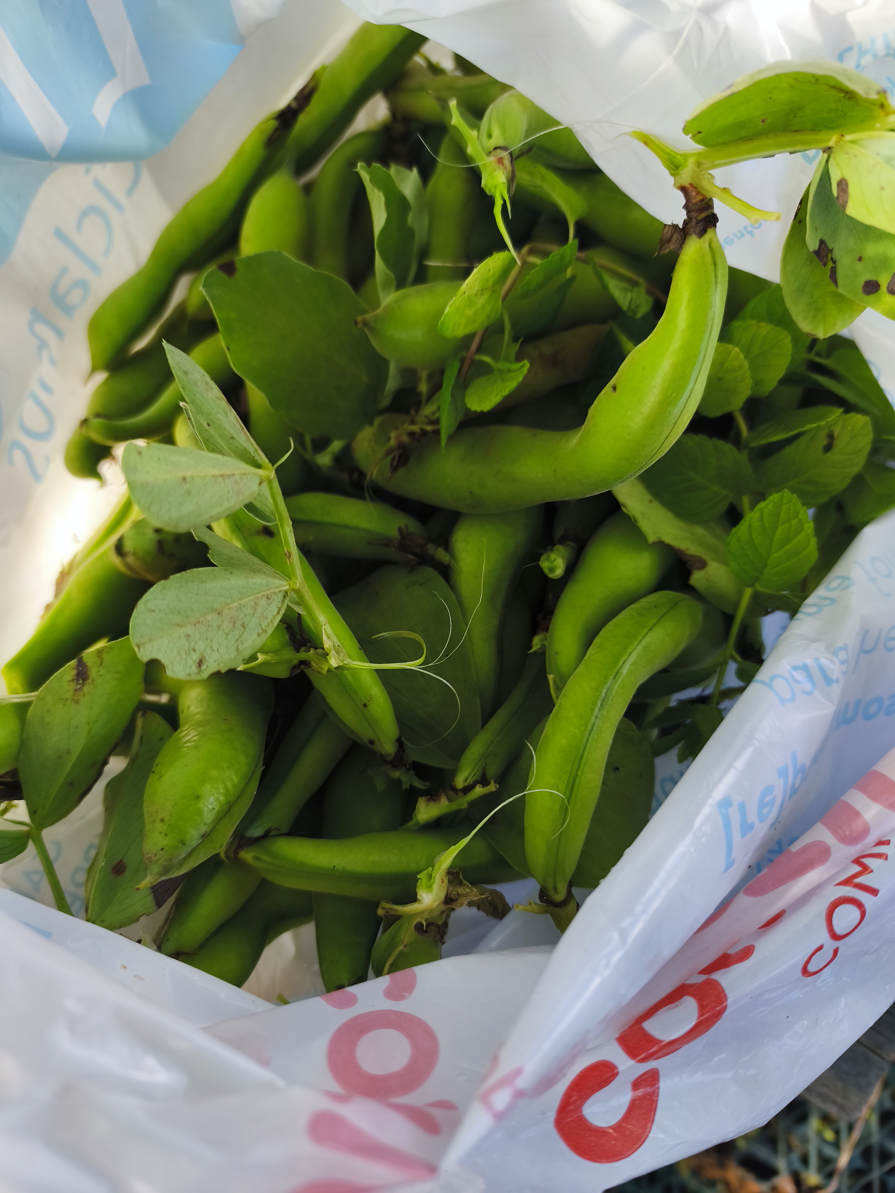 1ª. colheita de favas deste ano. O aumento da temperatura durante o mês de março acelerou o processo de desenvolvimento.