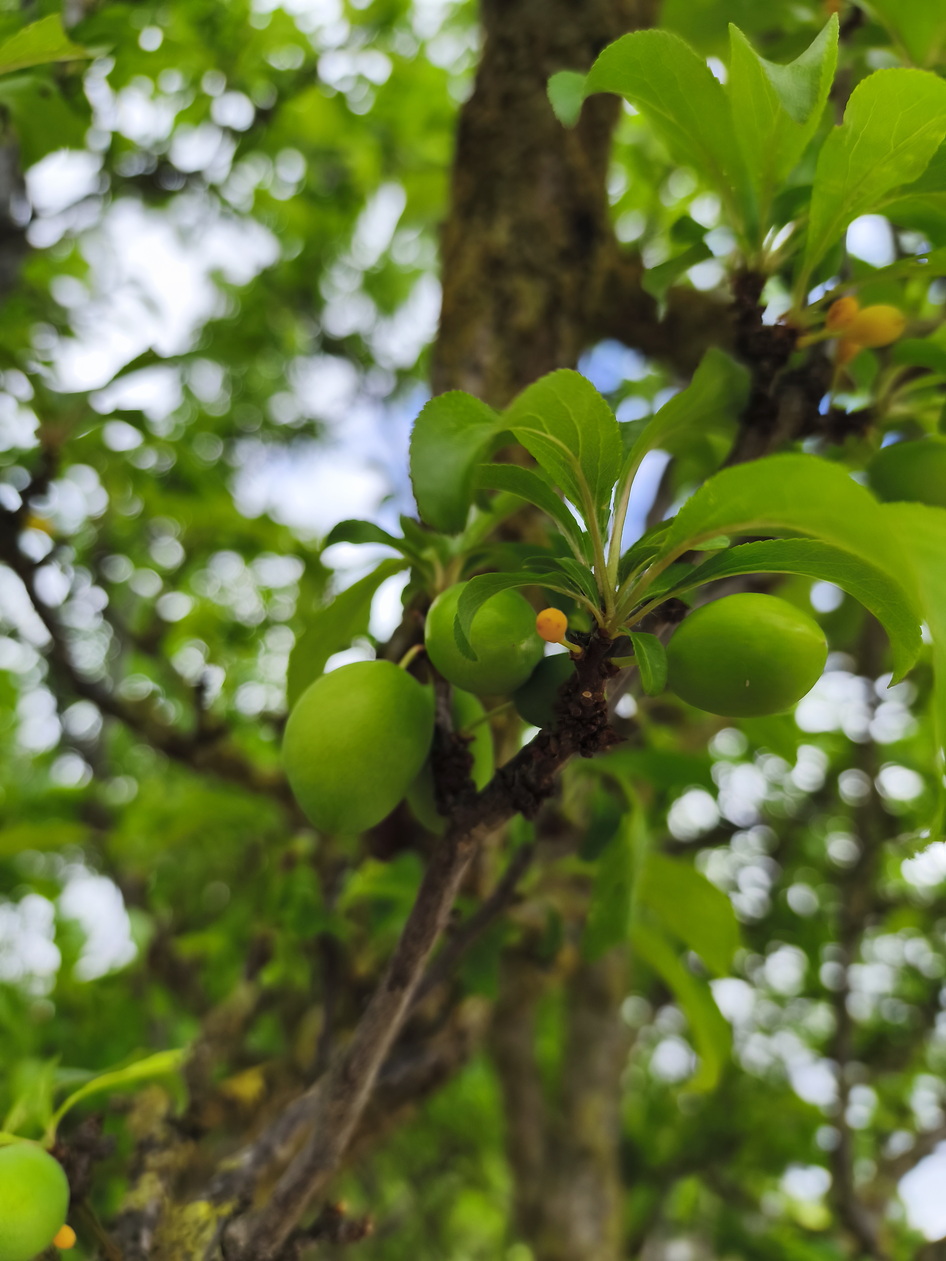 ameixeira - mais um exemplo de como o desenvolvimento de alguns frutos está a ser acelerado.